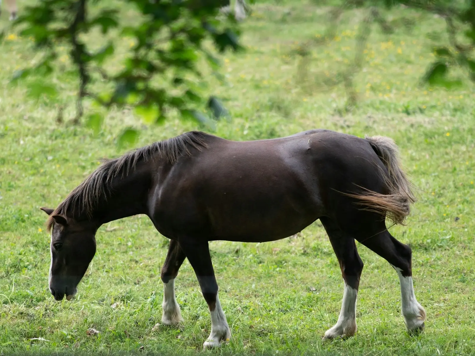 Horse with a sock leg marking