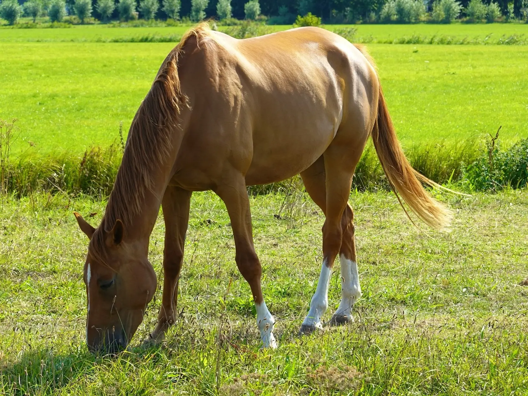 Horse with a sock leg marking