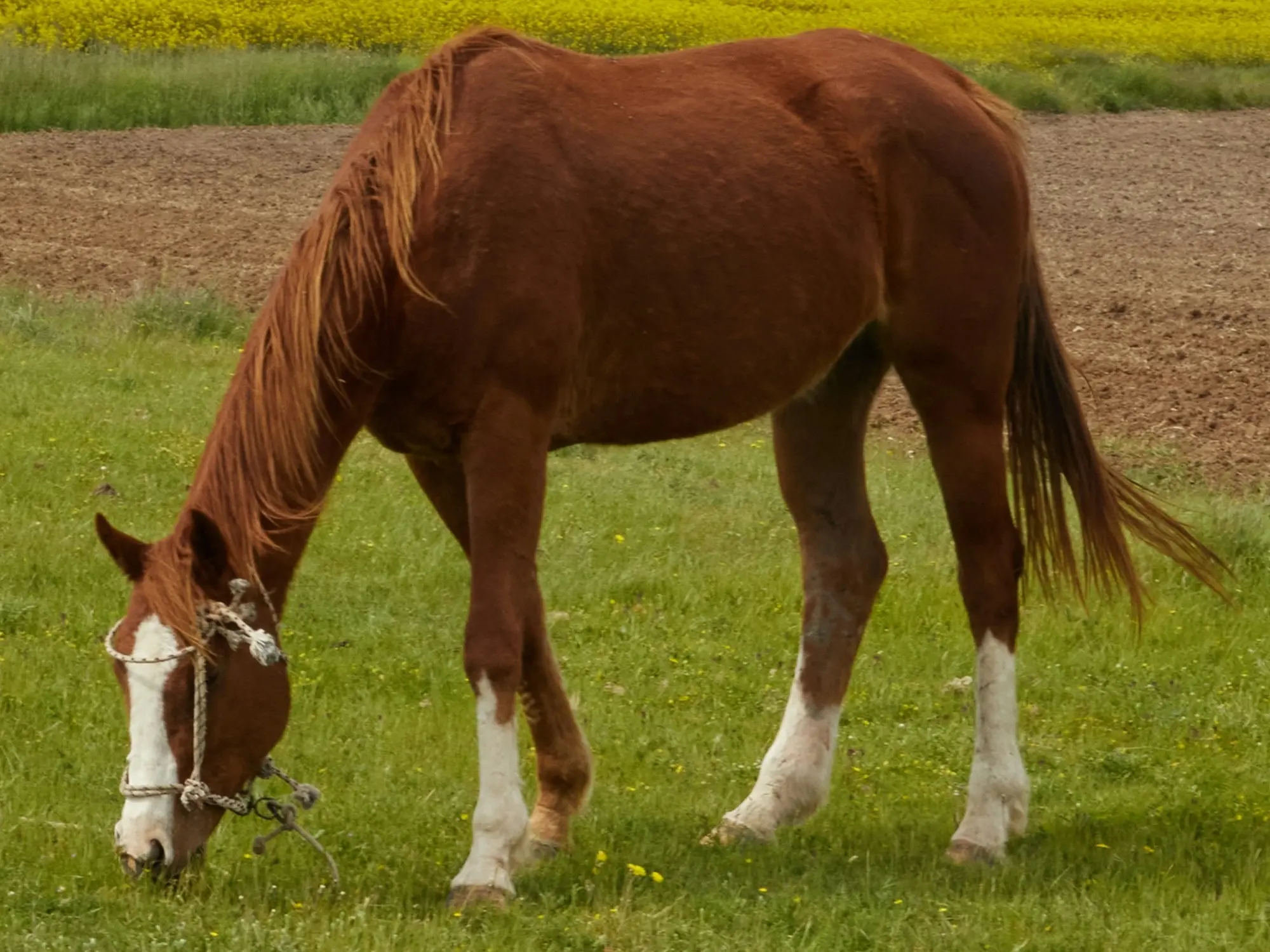 Horse with a sock leg marking