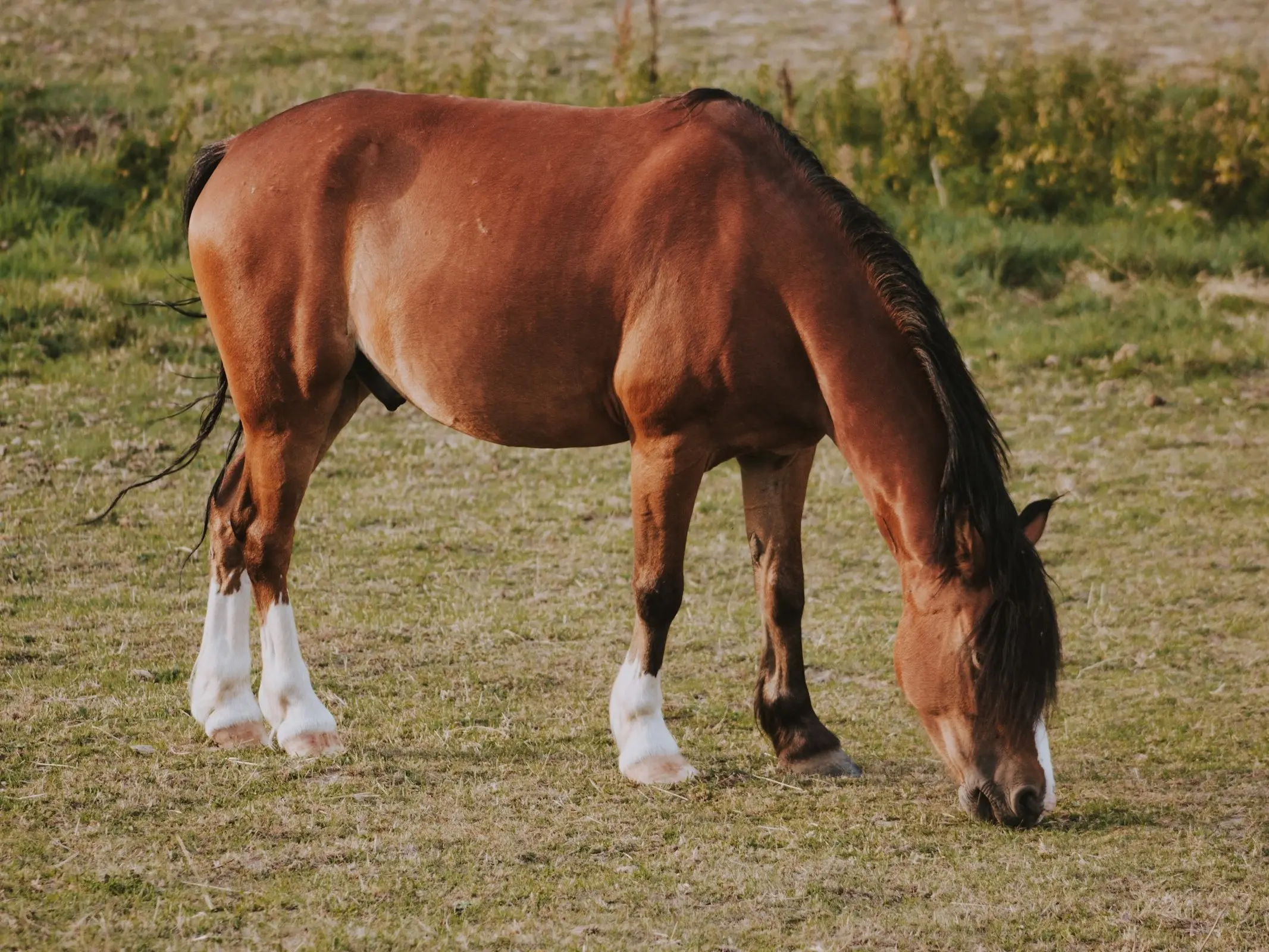 Horse with a sock leg marking