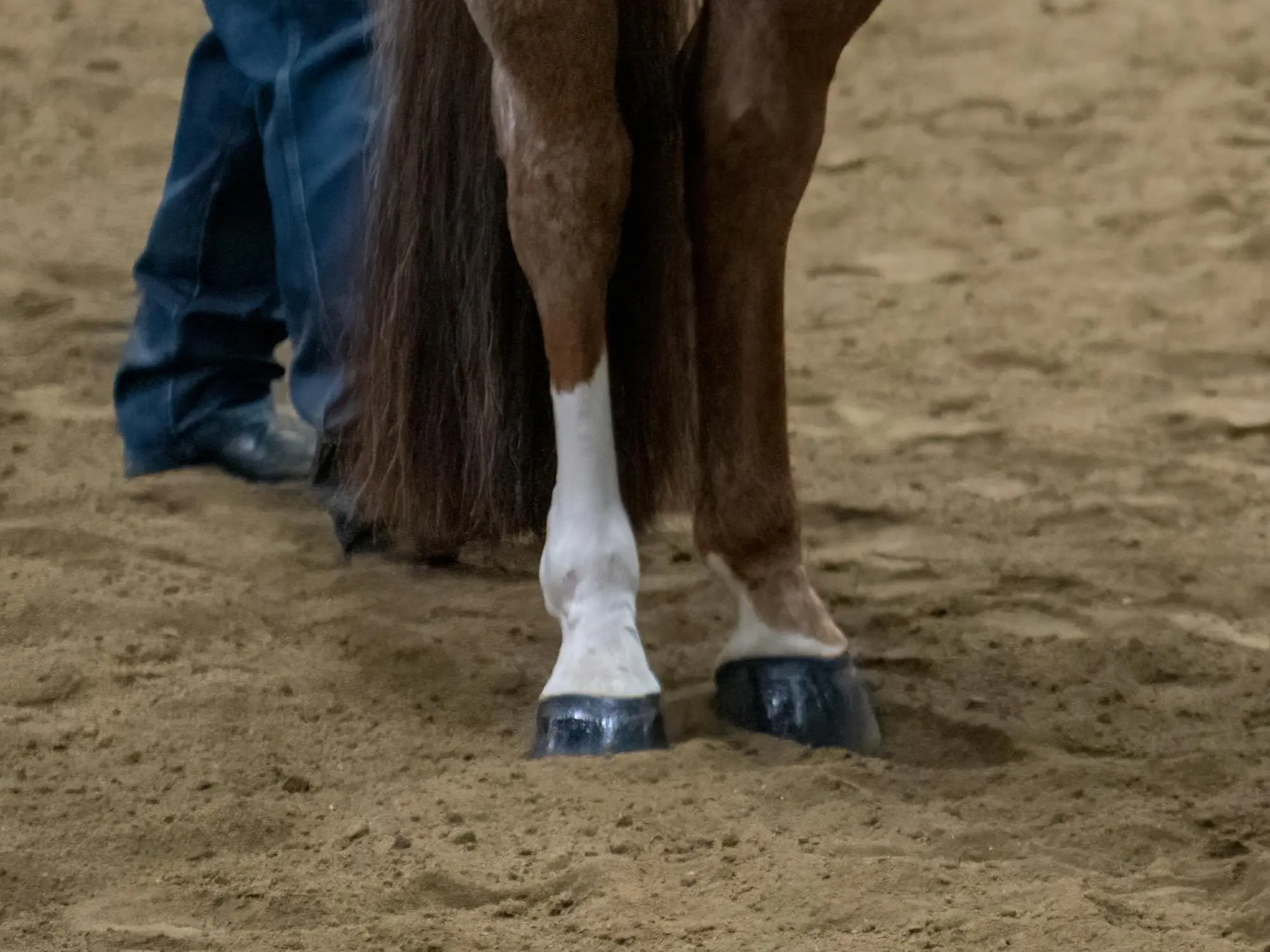 Horse with a sock leg marking