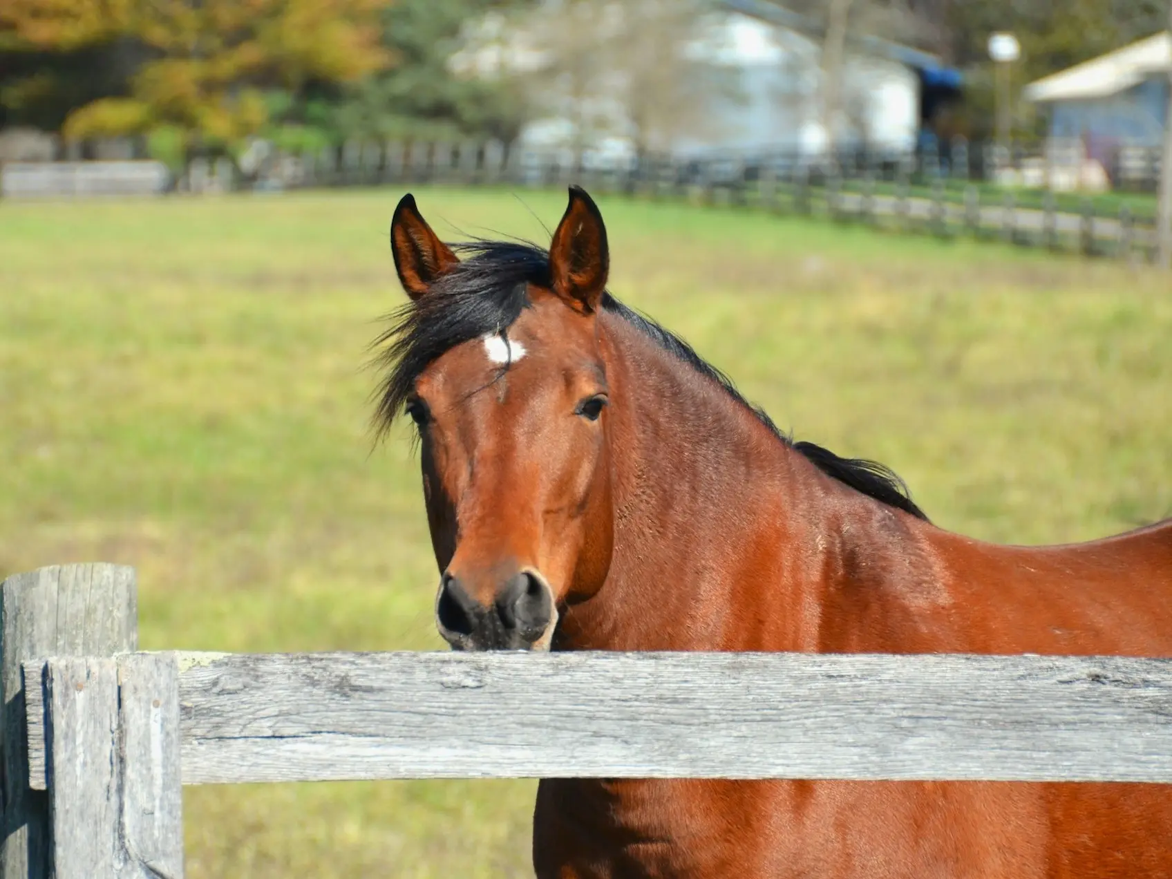 Horse with star marking