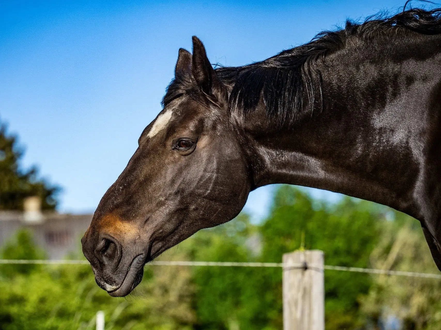 Horse with star marking