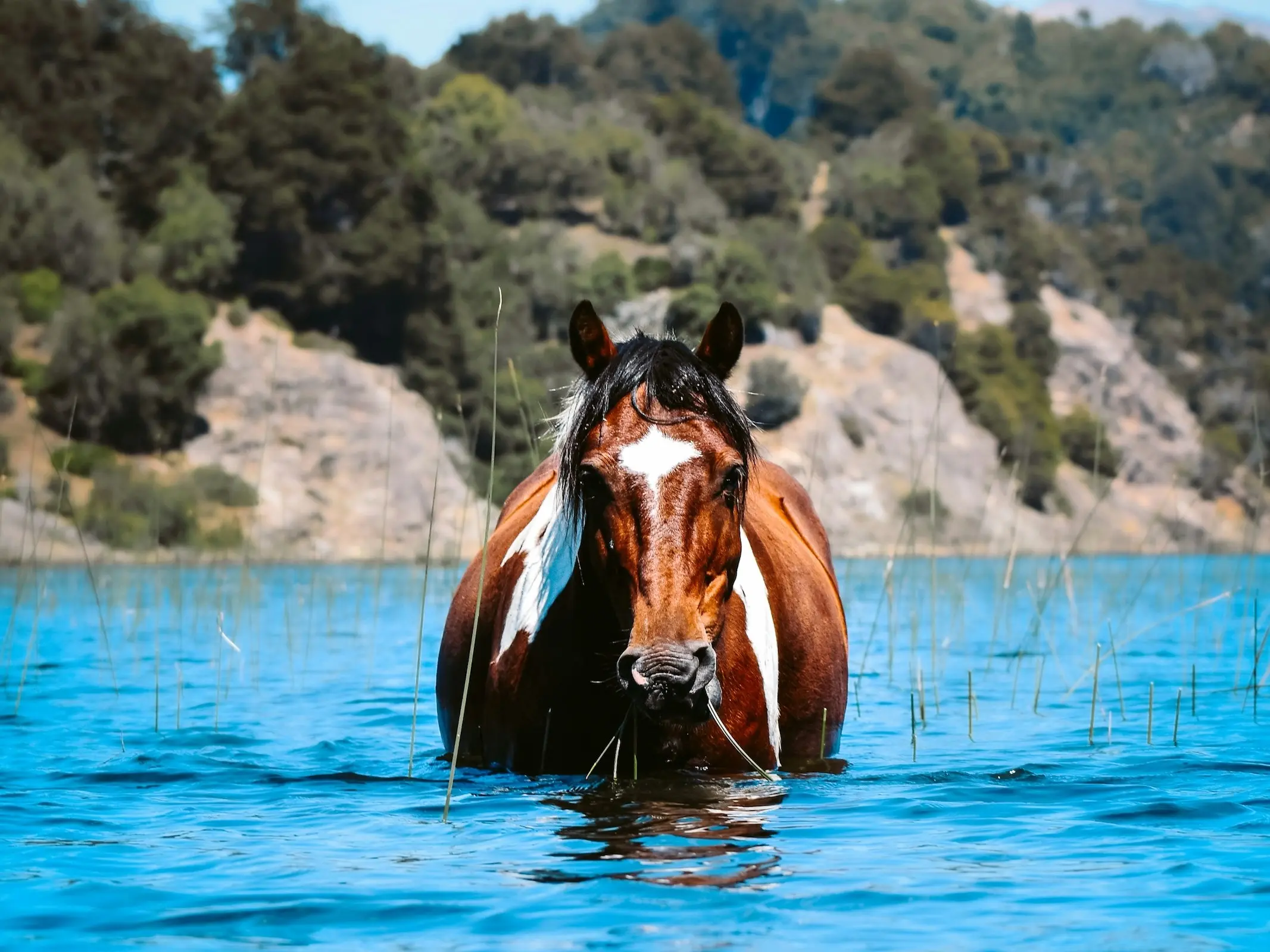 Horse with star marking