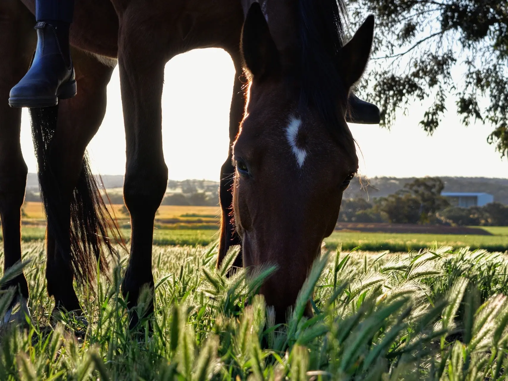 Horse with star marking