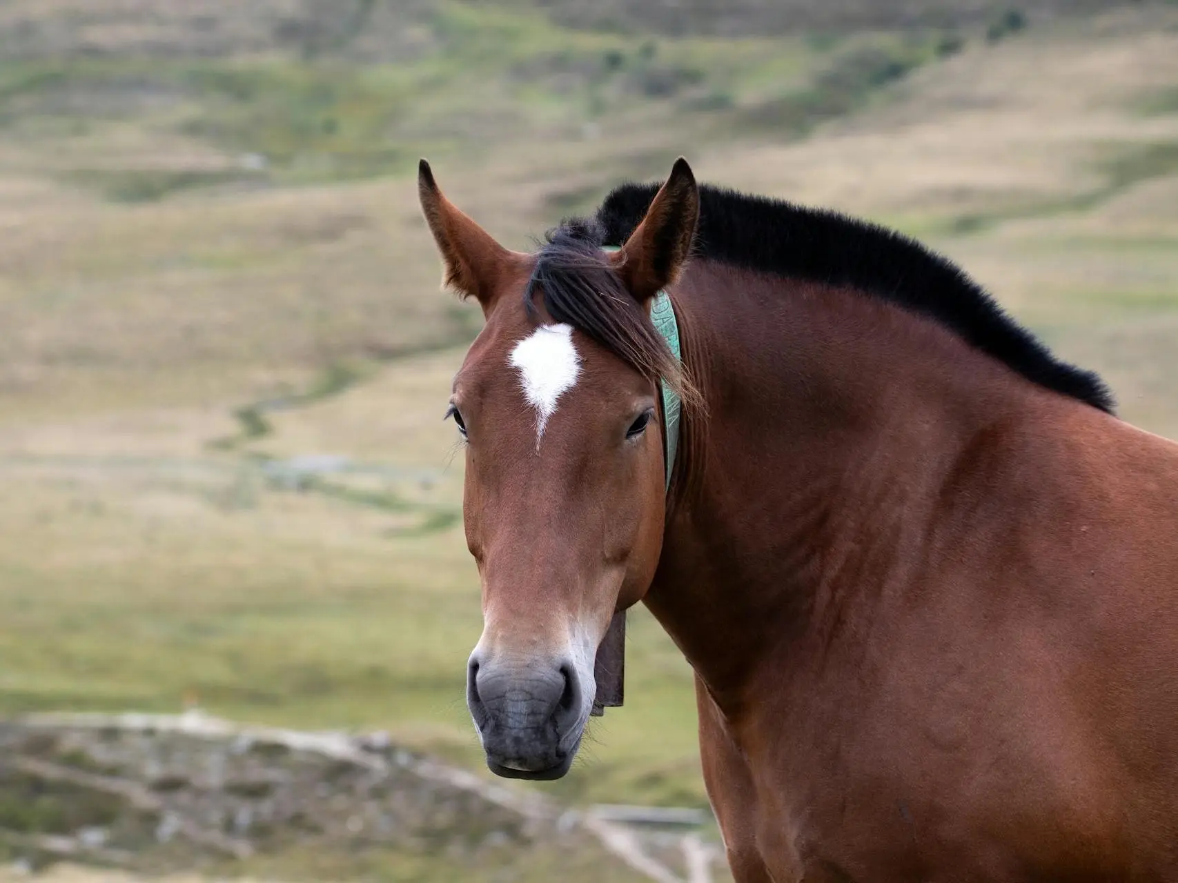 Horse with star marking