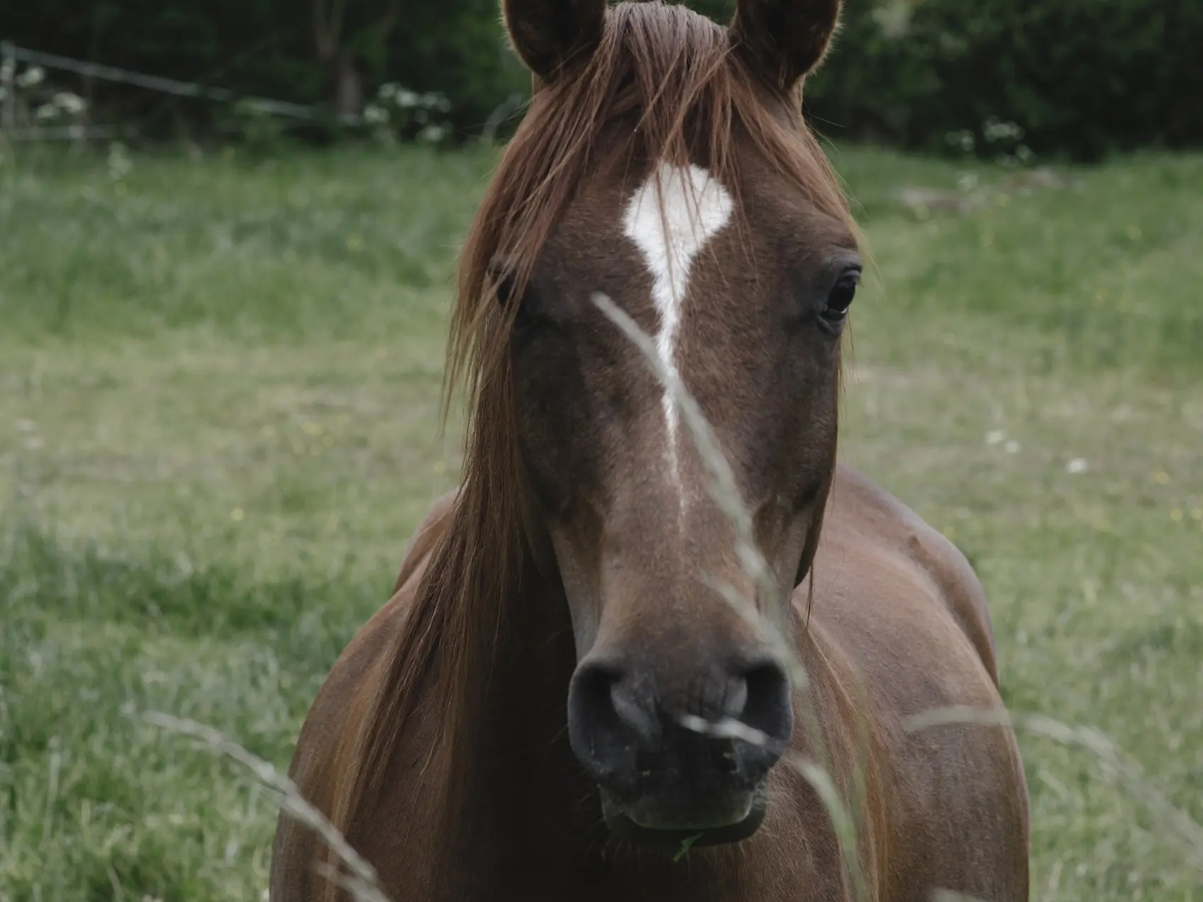 Horse with star marking