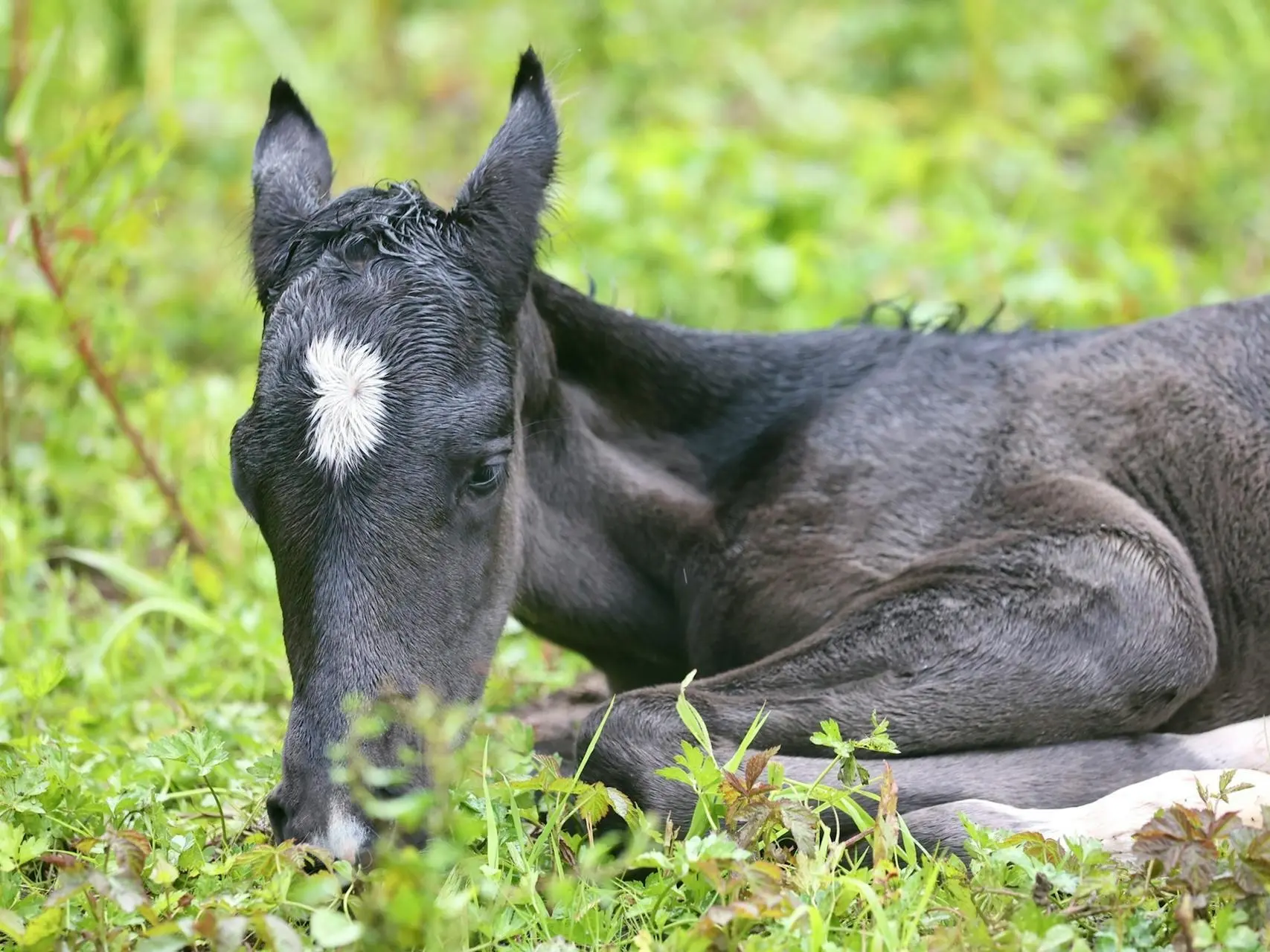 Horse with star marking