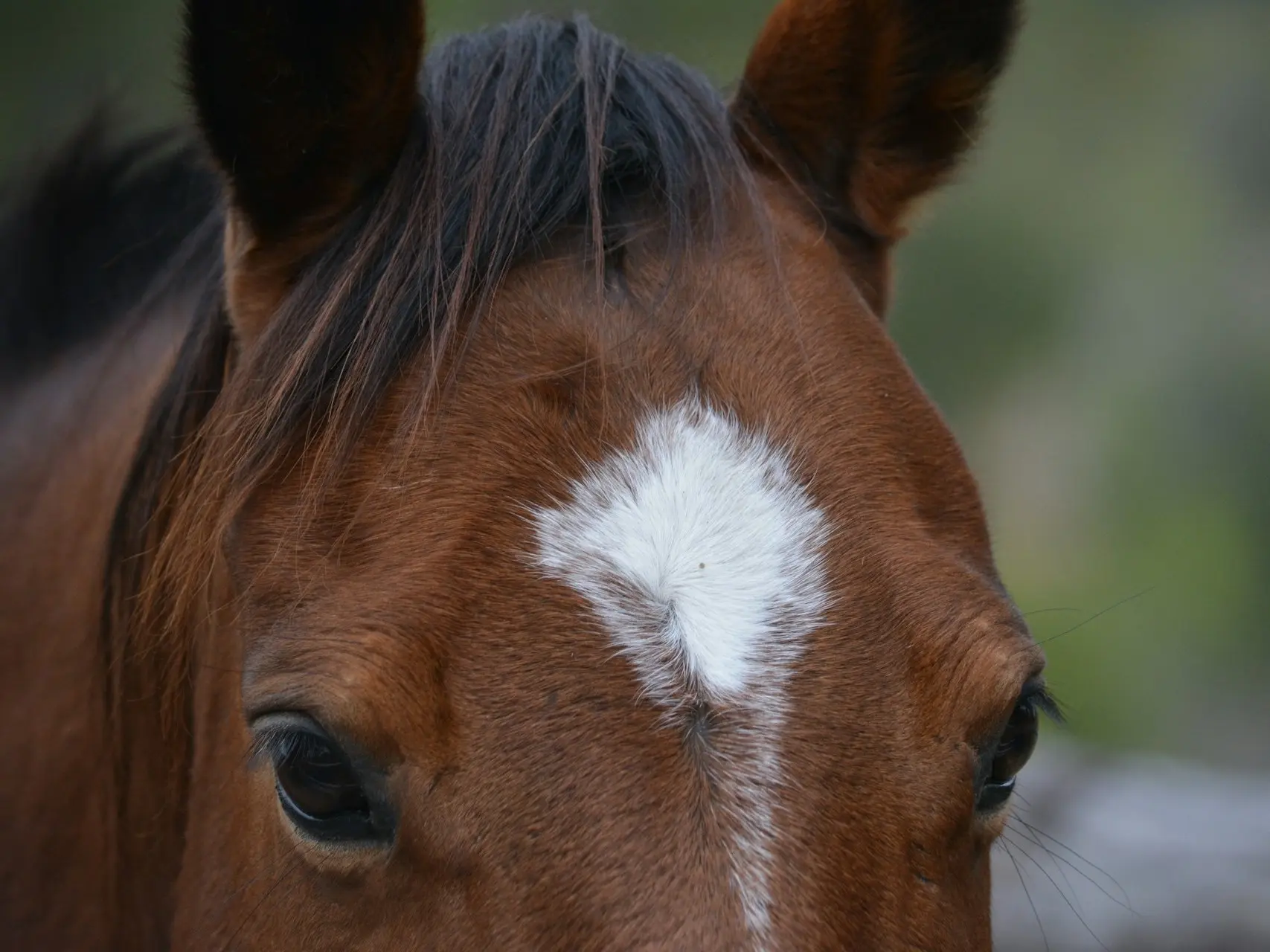 Horse with star marking