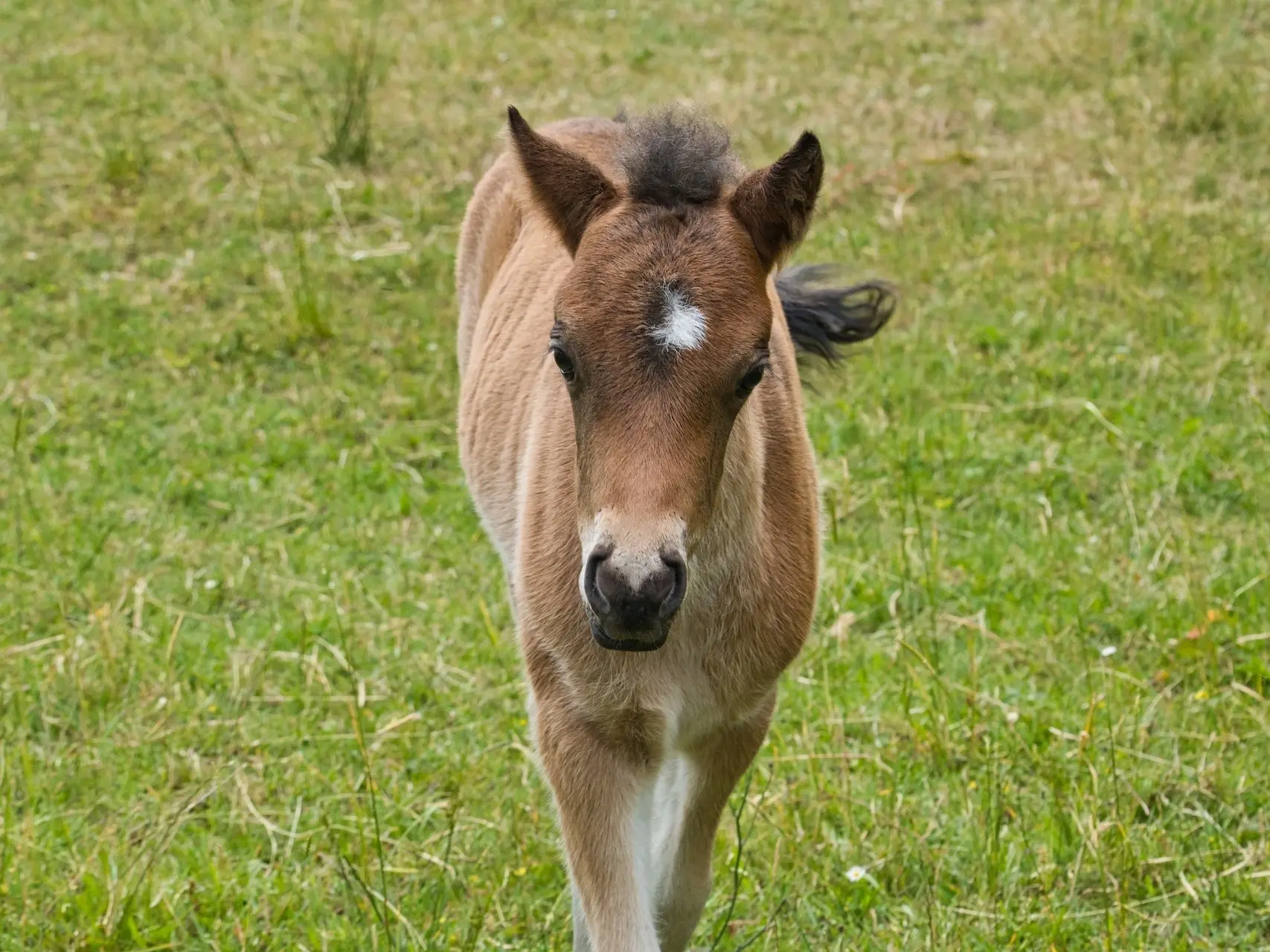 Horse with star marking