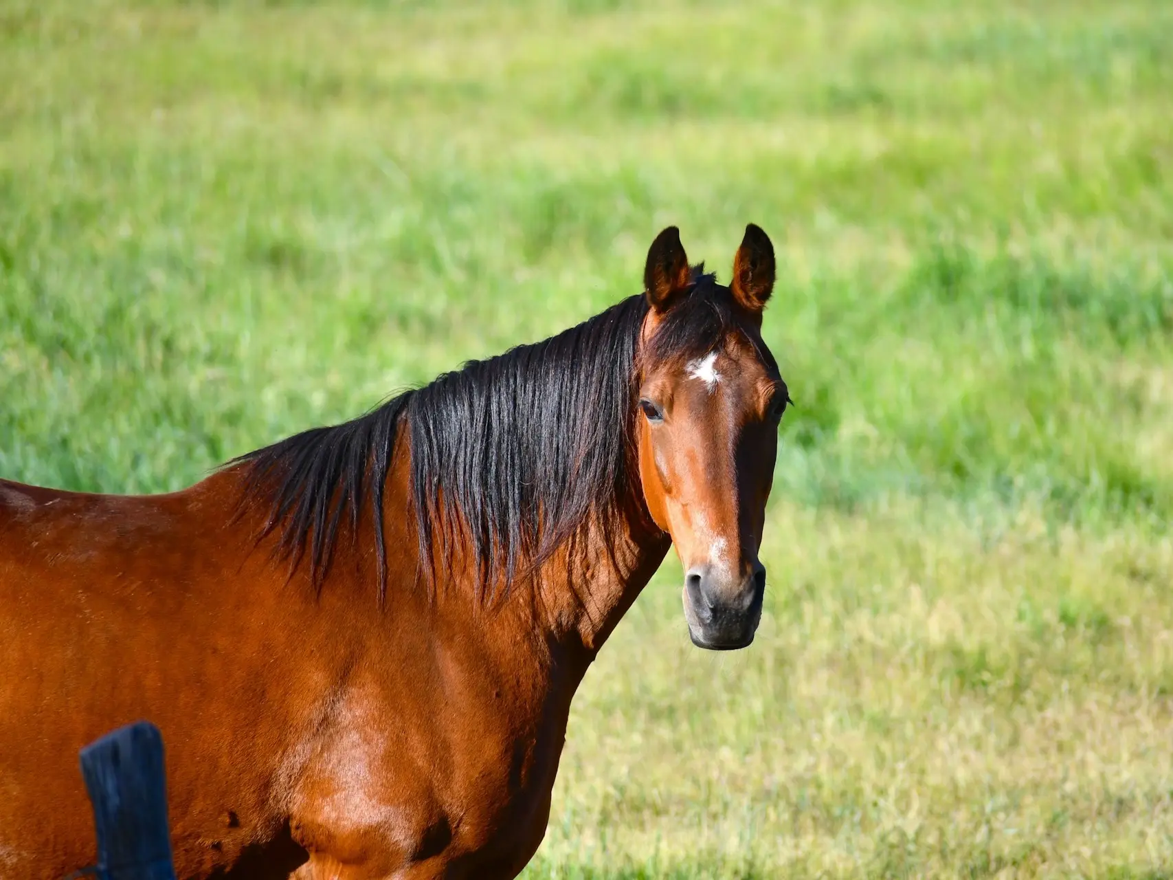 Horse with star marking