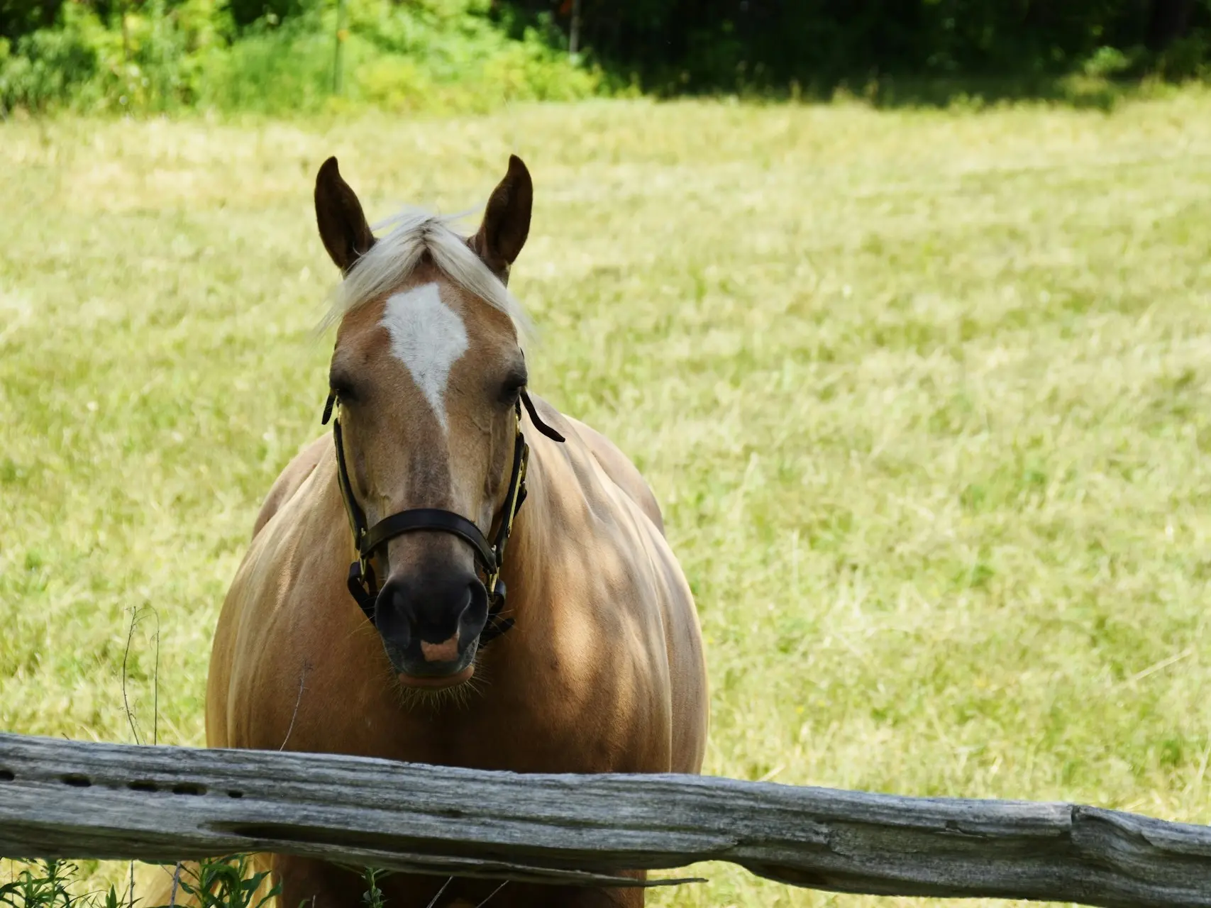 Horse with star marking