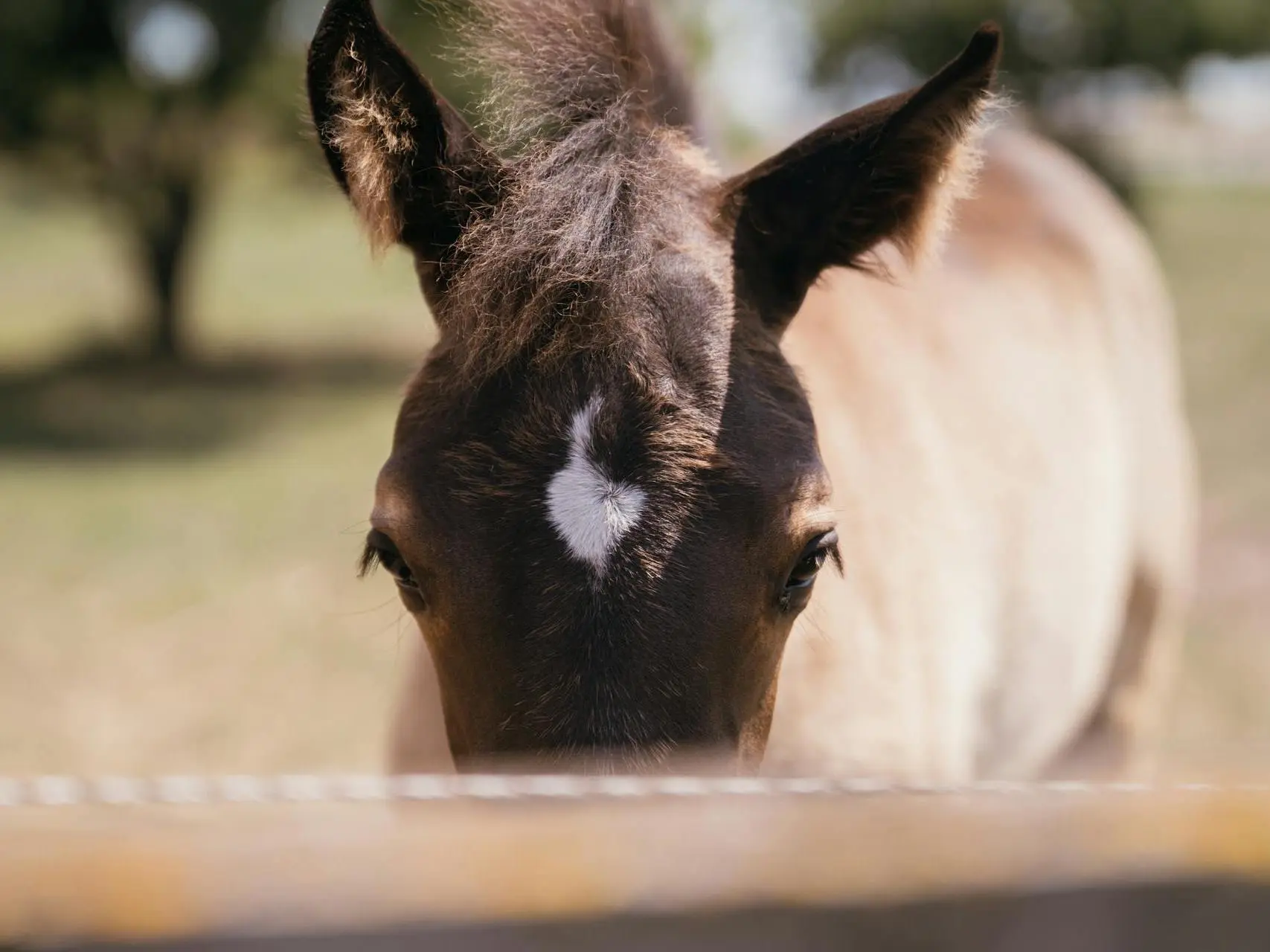 Horse with star marking