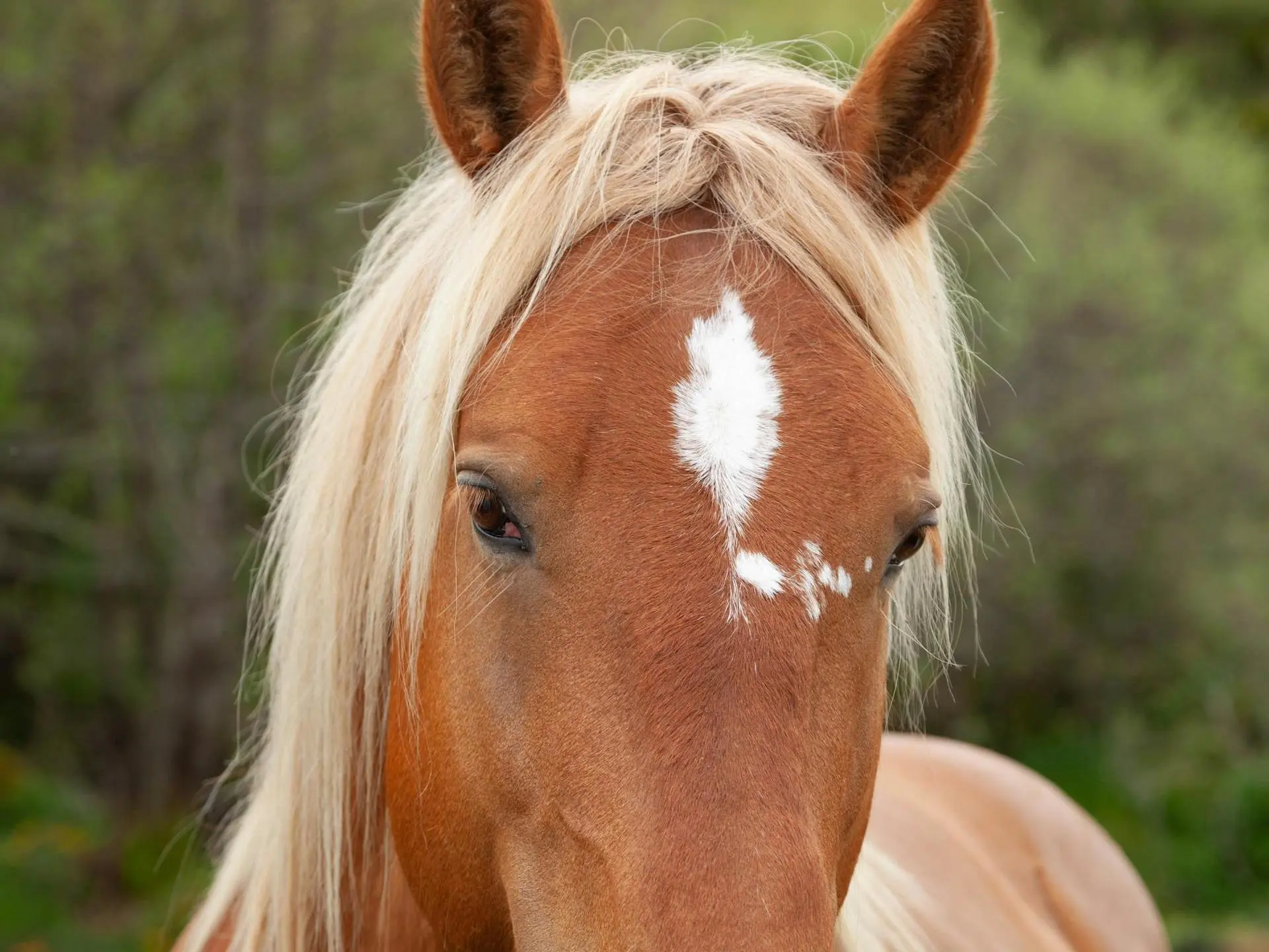 Horse with star marking