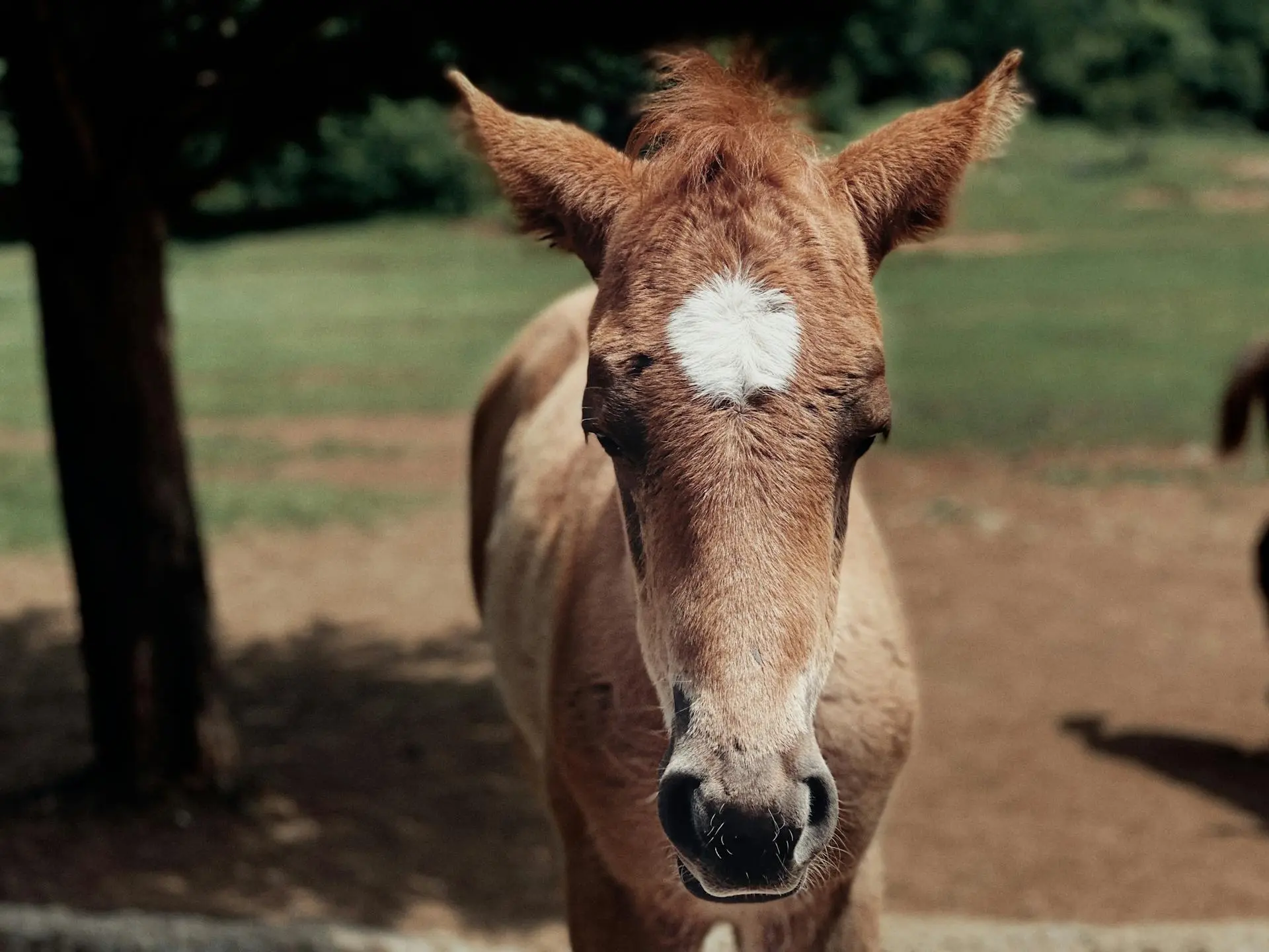 Horse with star marking