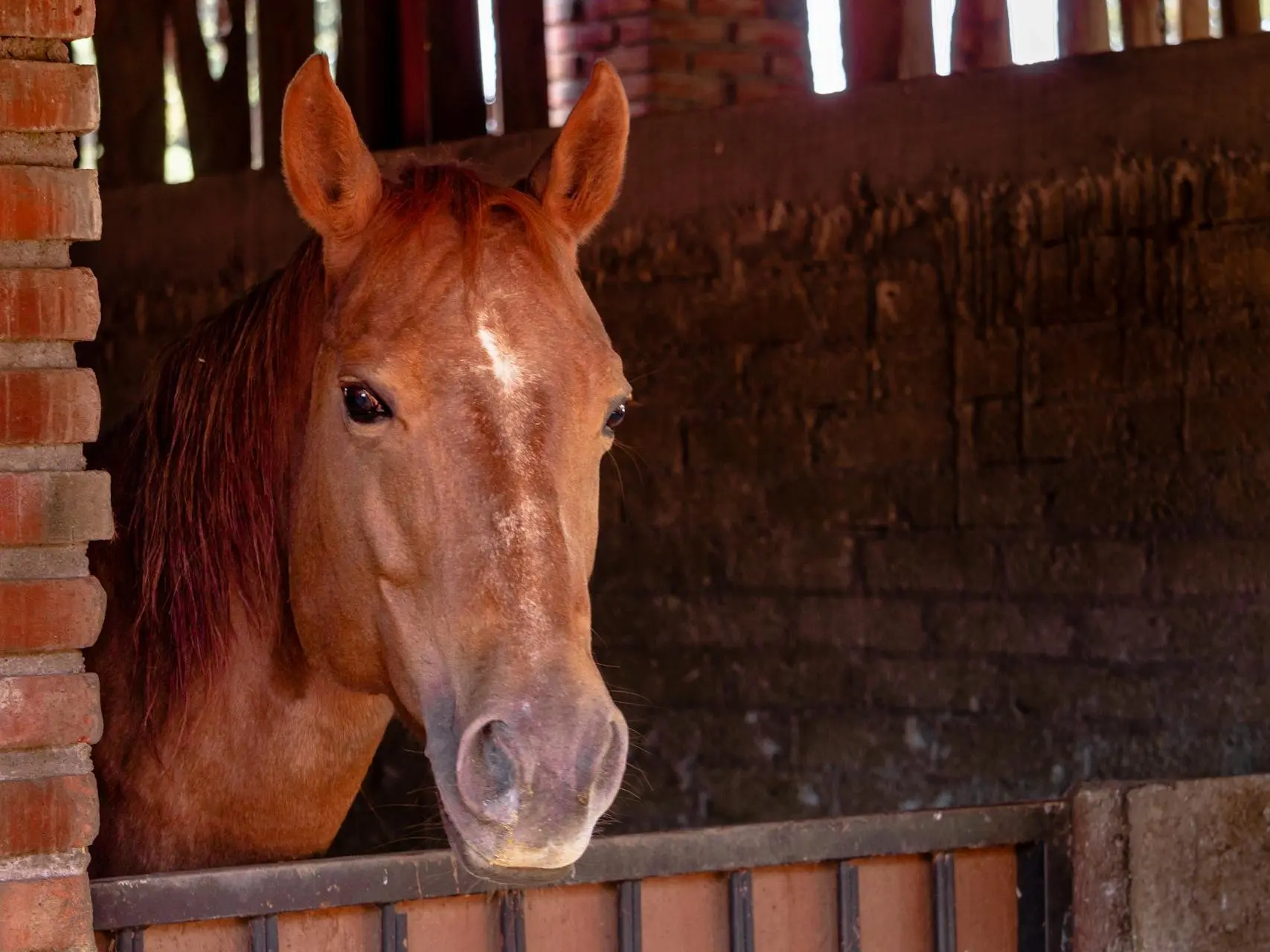 Horse with star marking