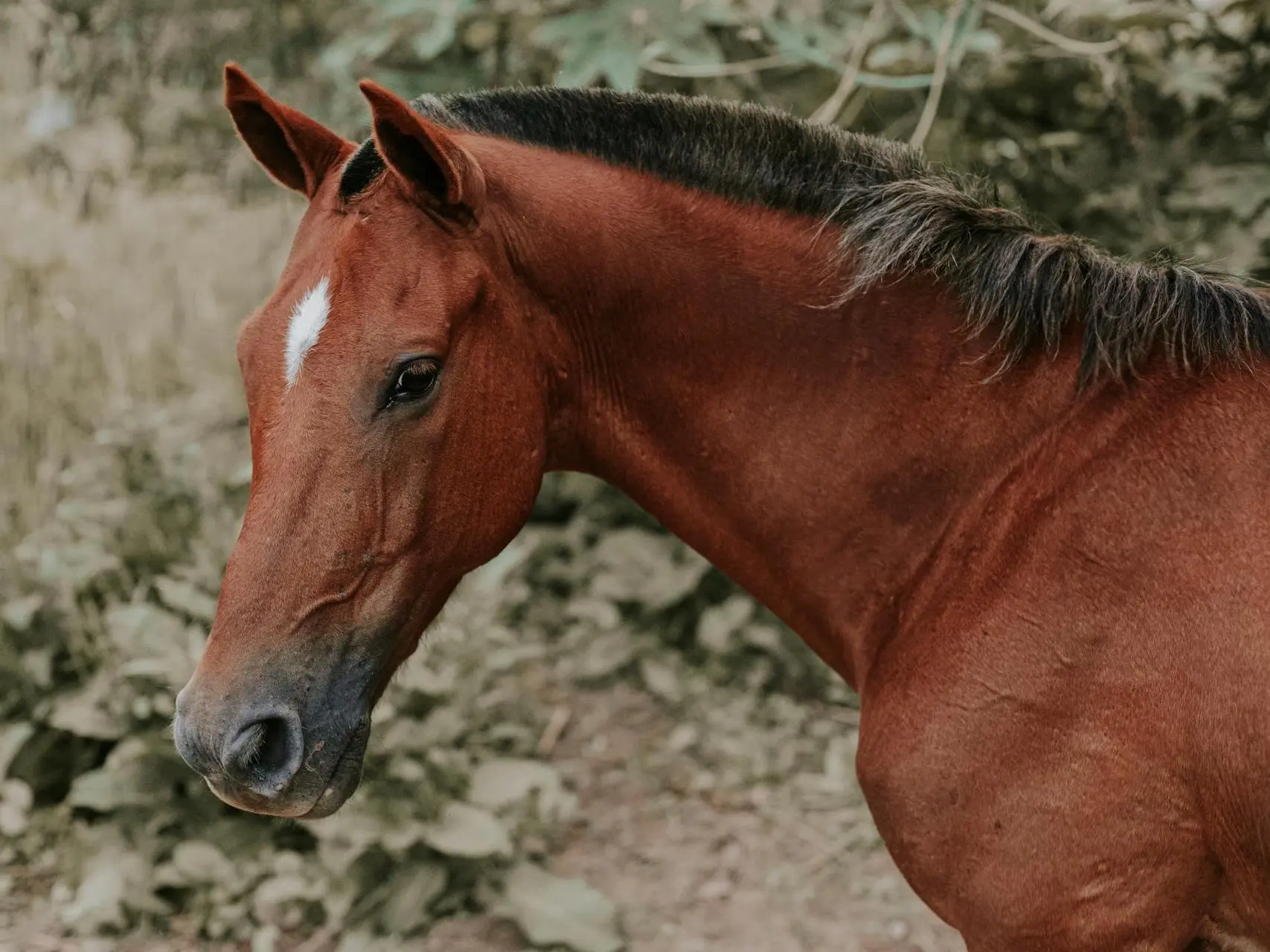 Horse with a star