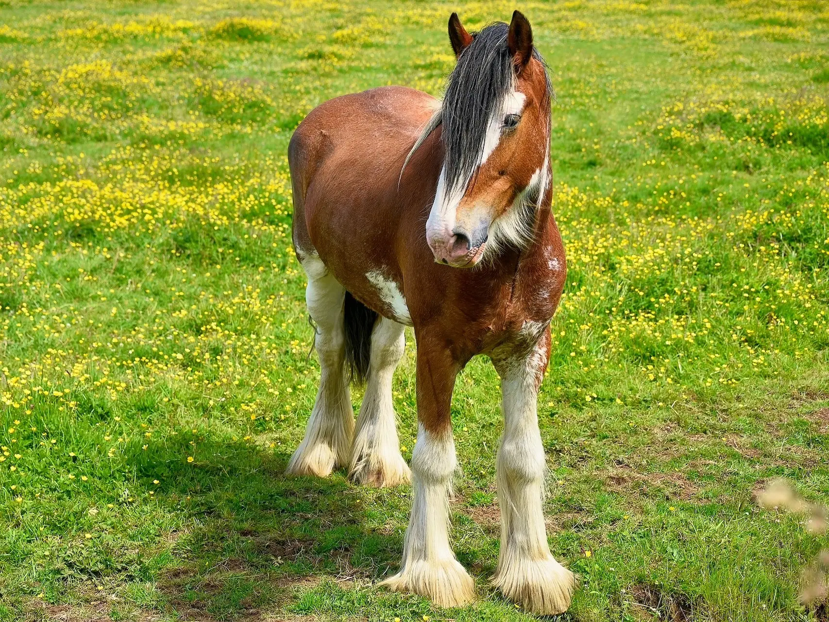 Horse with a stocking leg marking