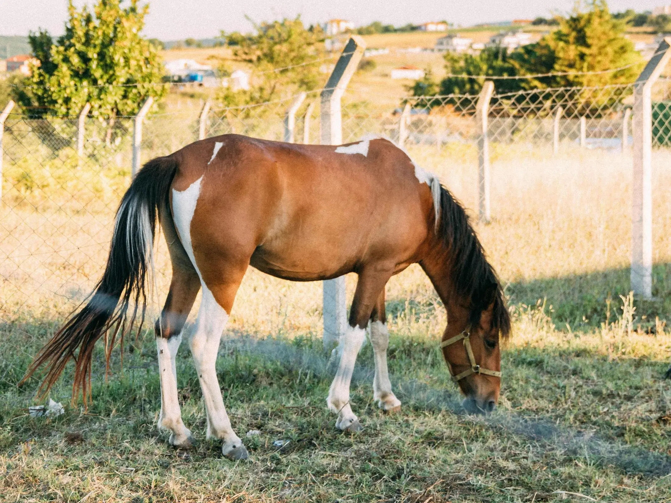 Horse with a stocking leg marking