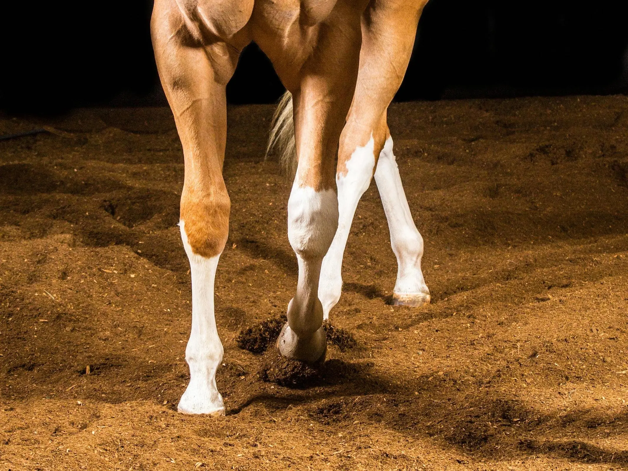 Horse with a stocking leg marking