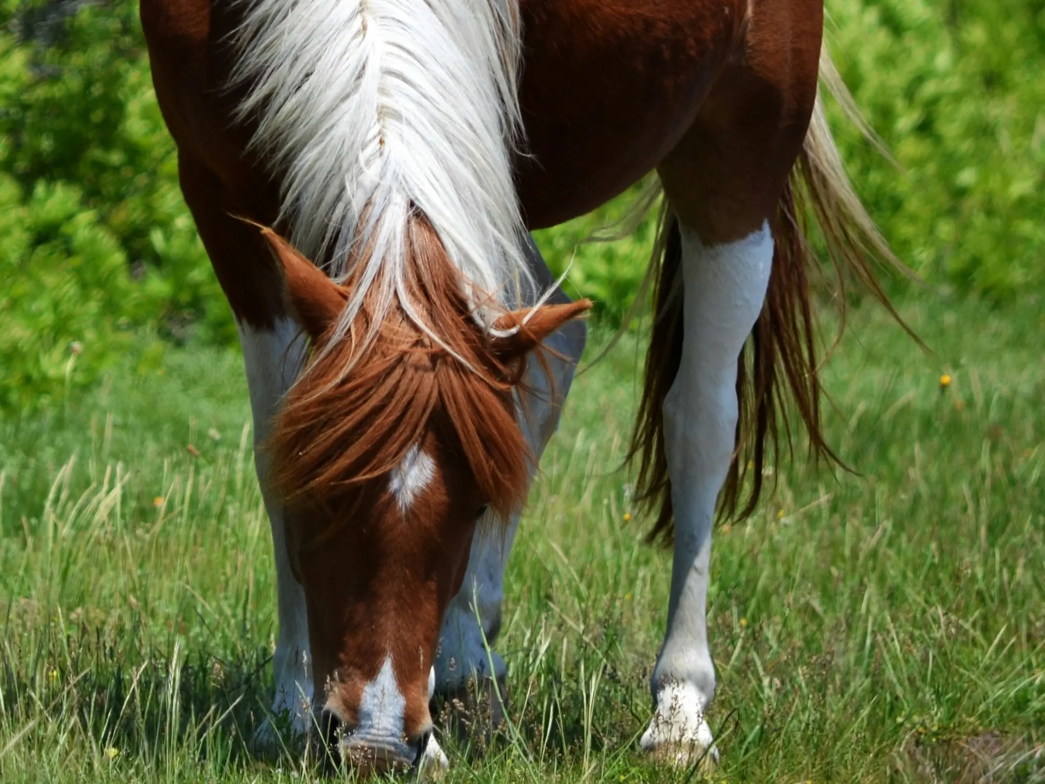 Horse with stocking markings