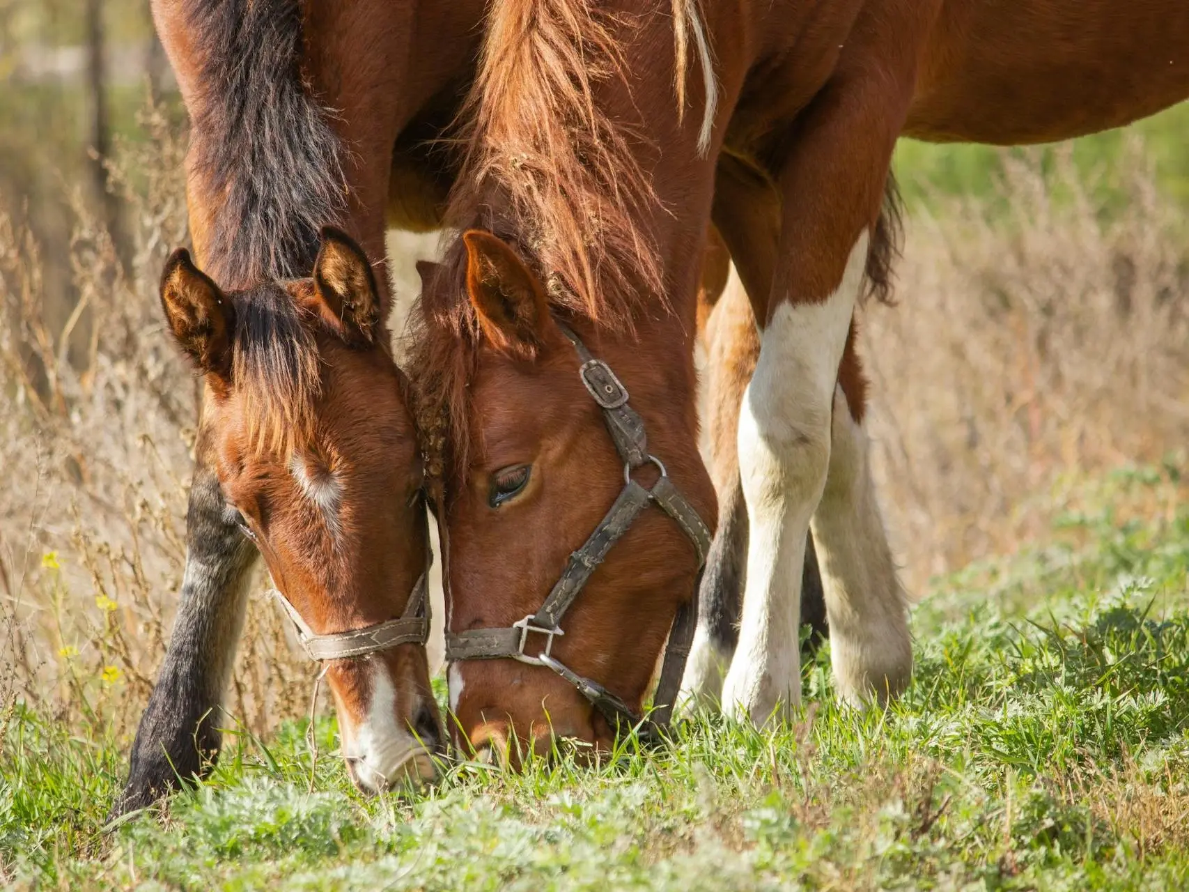 Horse with a stocking leg marking