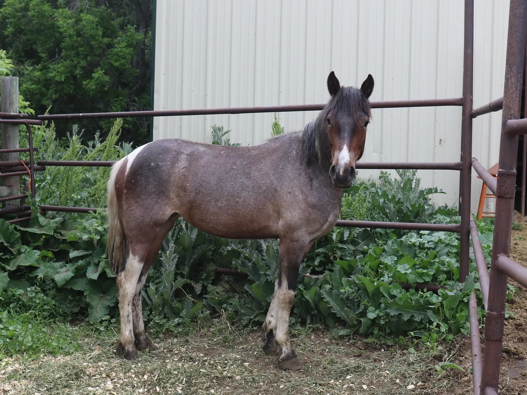 Horse with a stocking leg marking