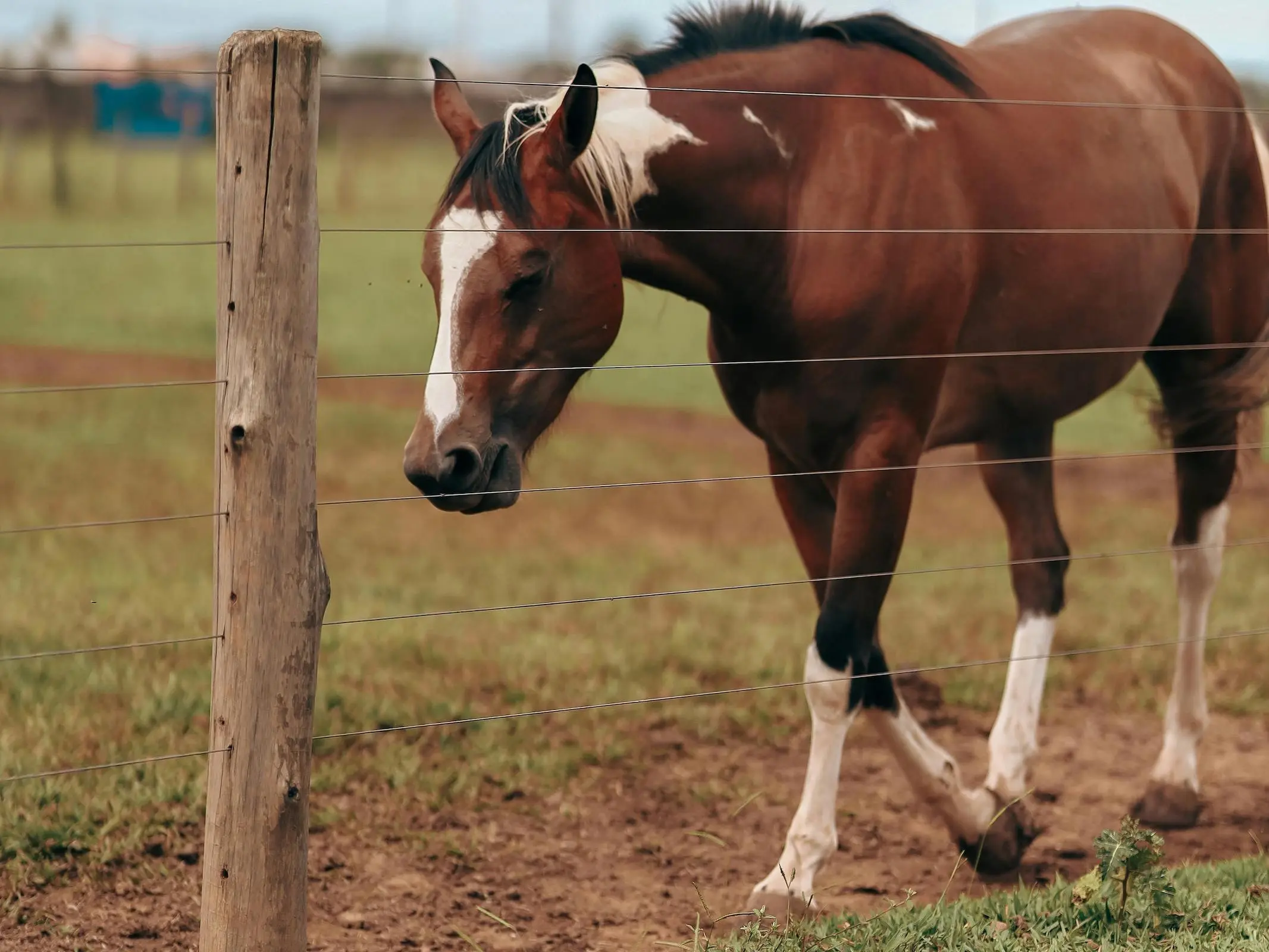 Horse with a stocking leg marking