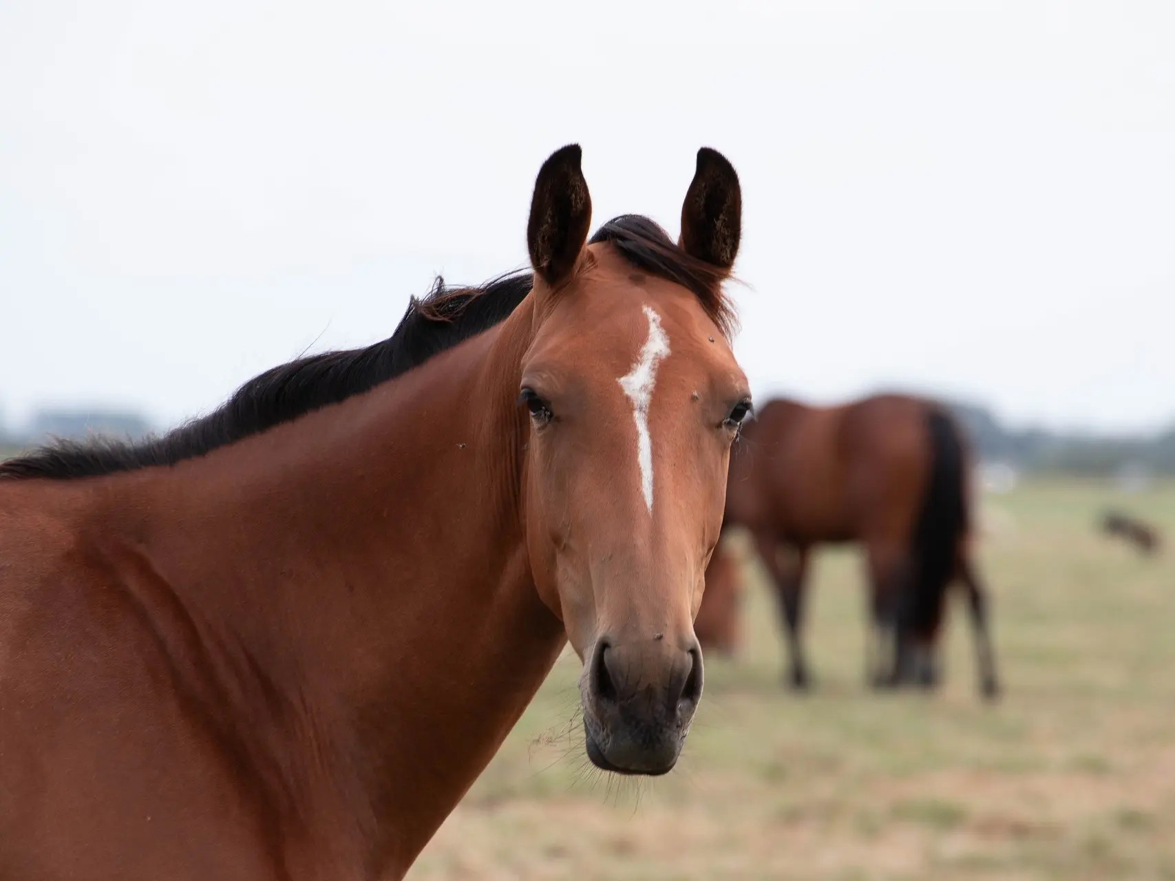 Horse with stripe marking