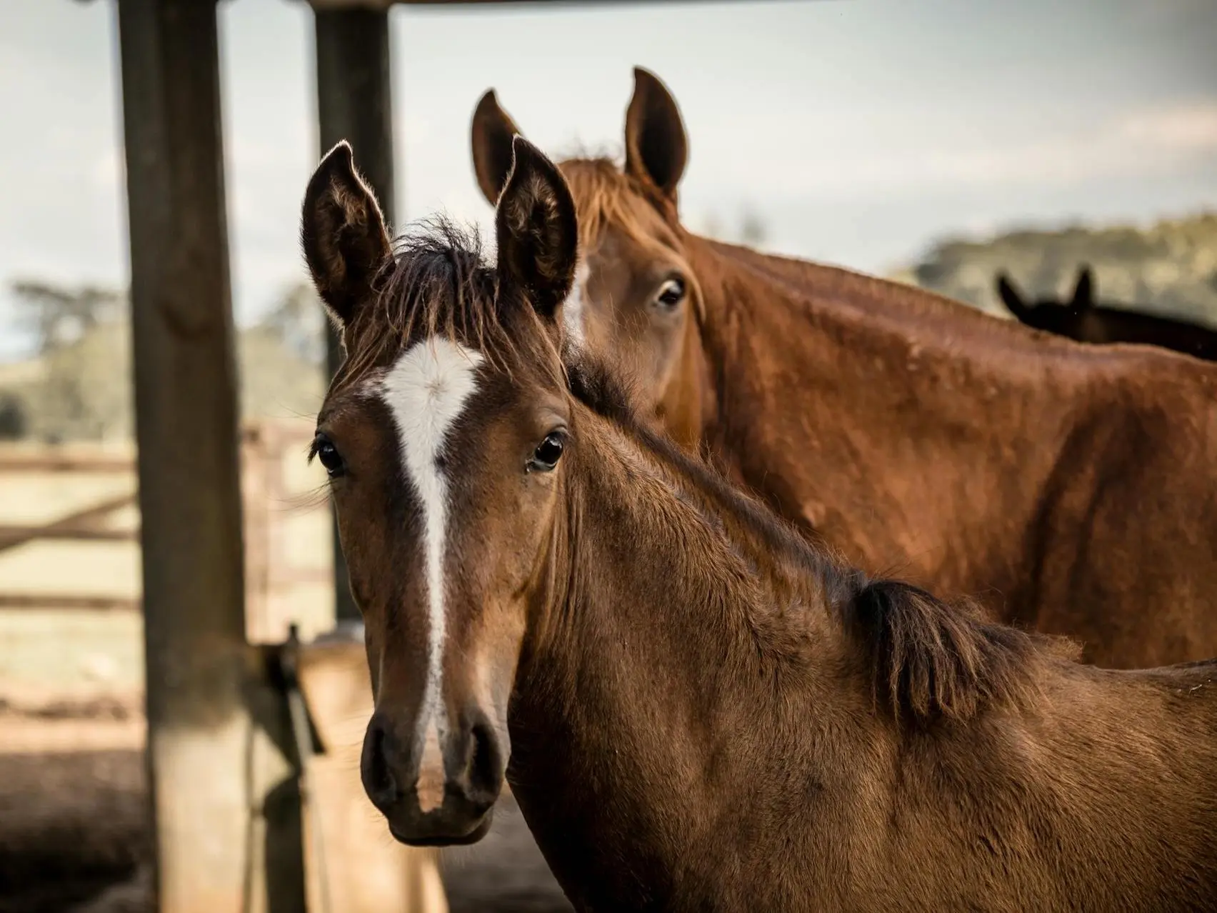 Horse with a stripe