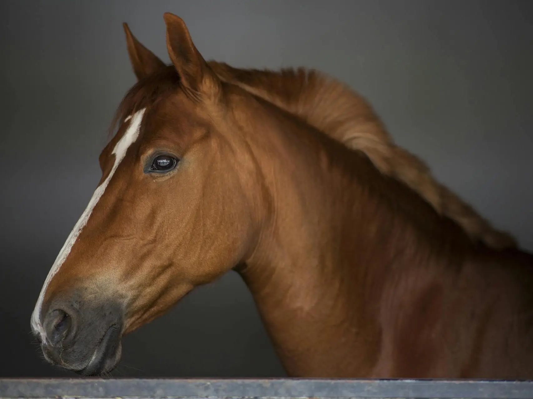 Horse with stripe marking