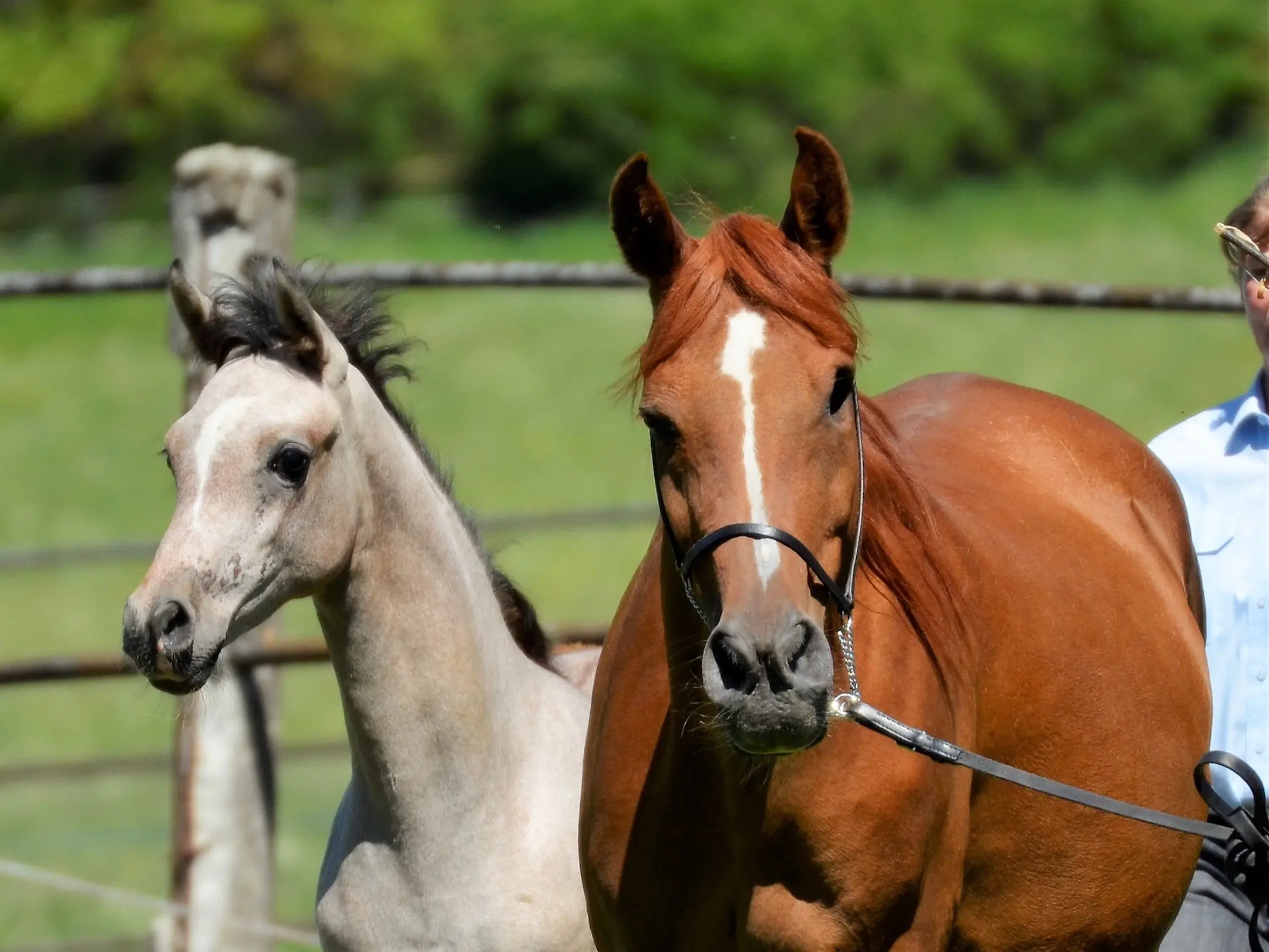 Horse with stripe marking