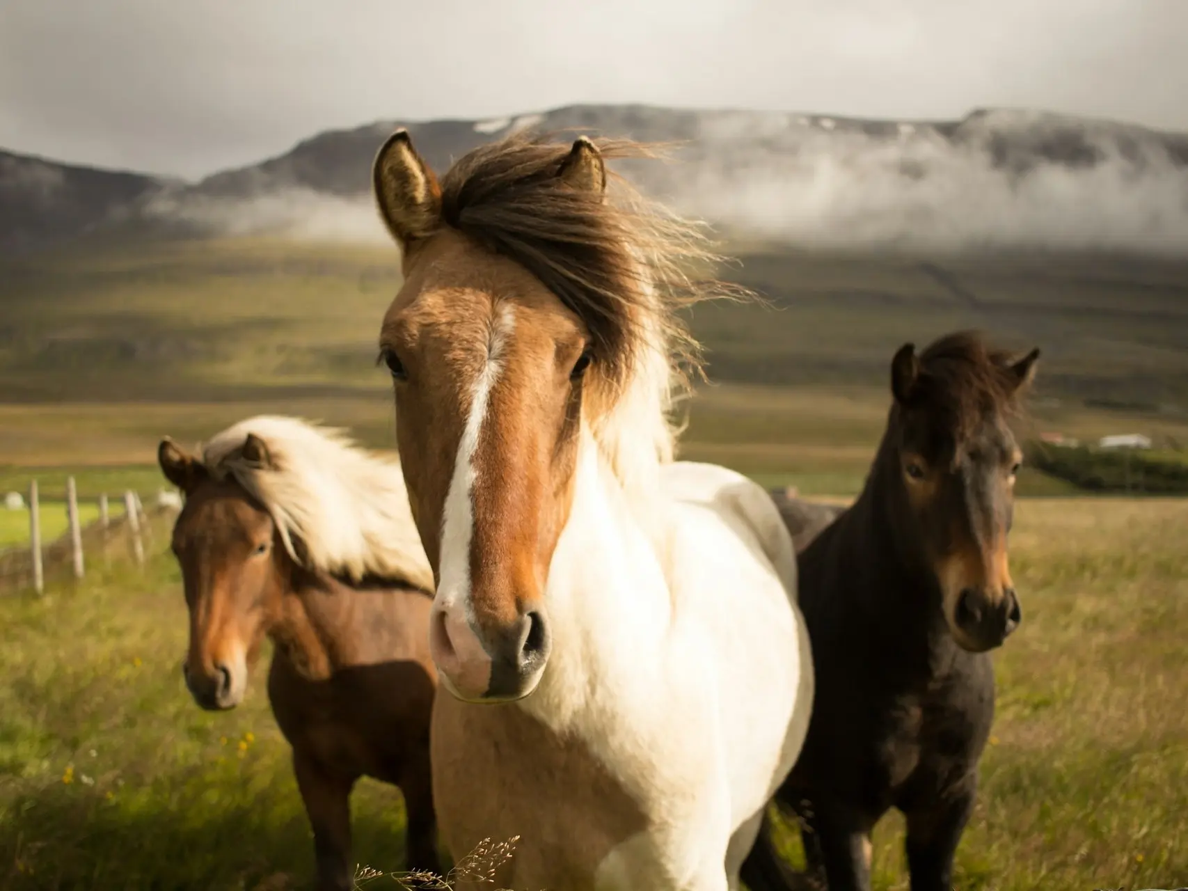 Horse with stripe marking