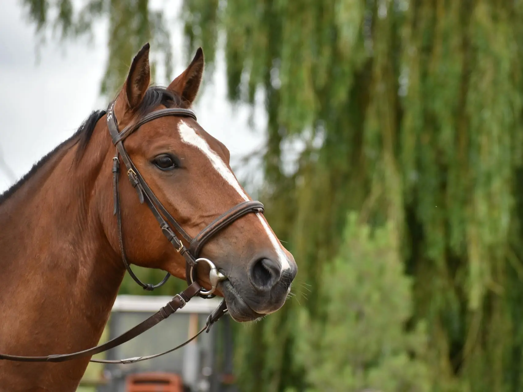 Horse with stripe marking