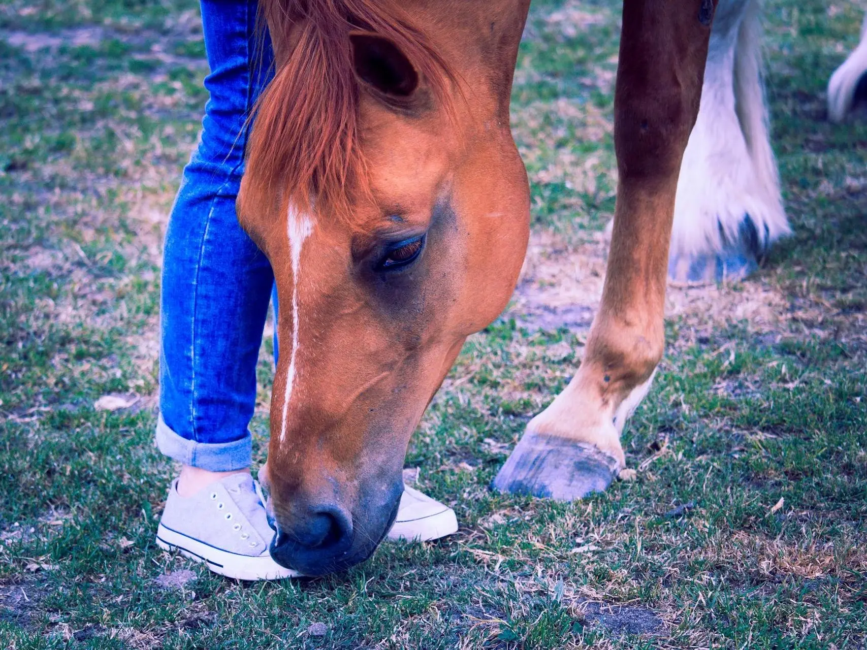 Horse with stripe marking