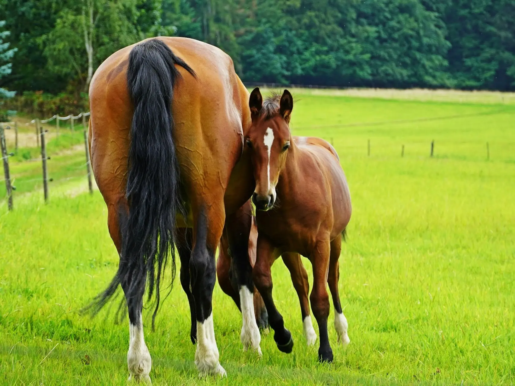 Horse with stripe marking