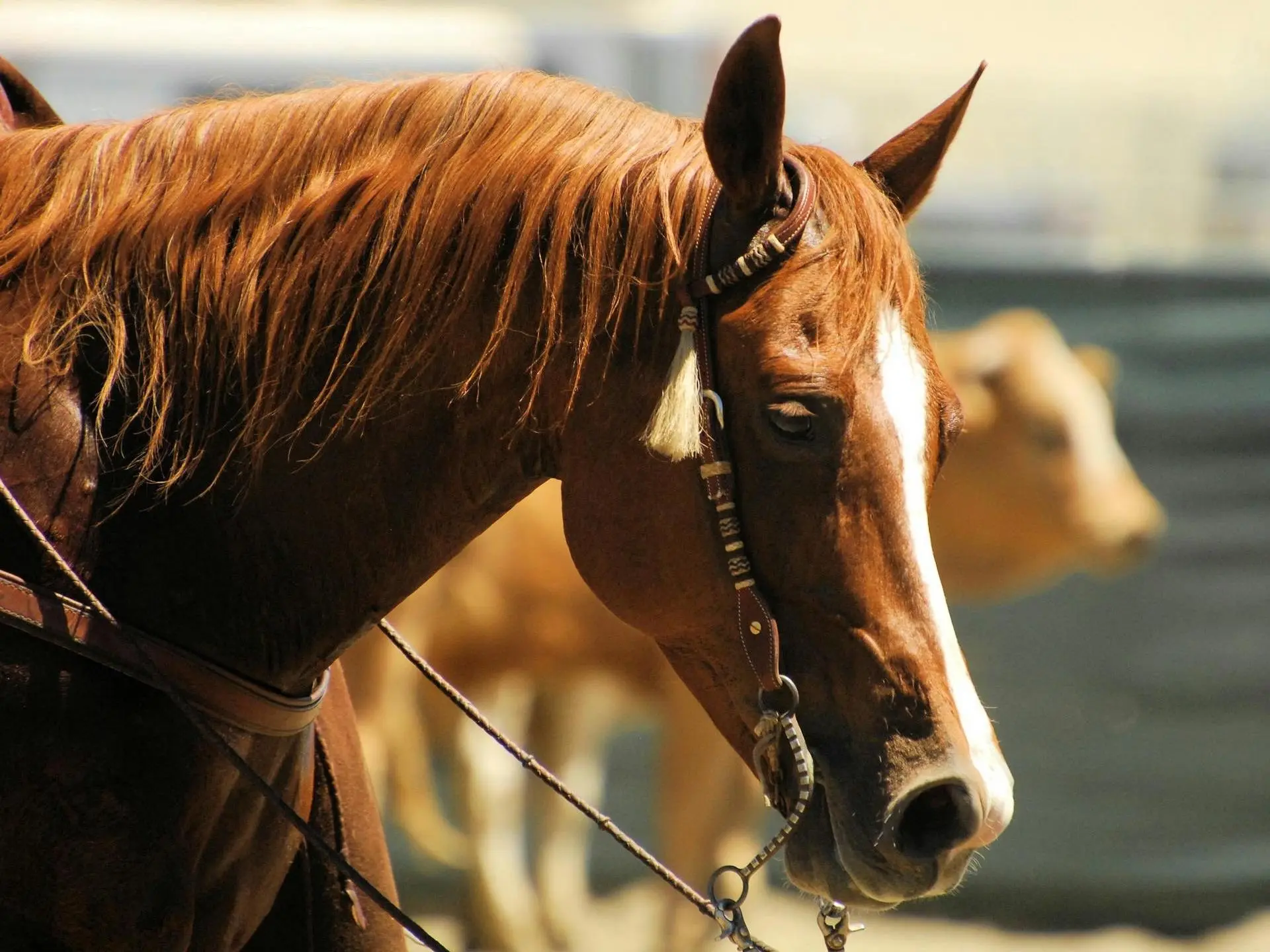 Horse with stripe marking