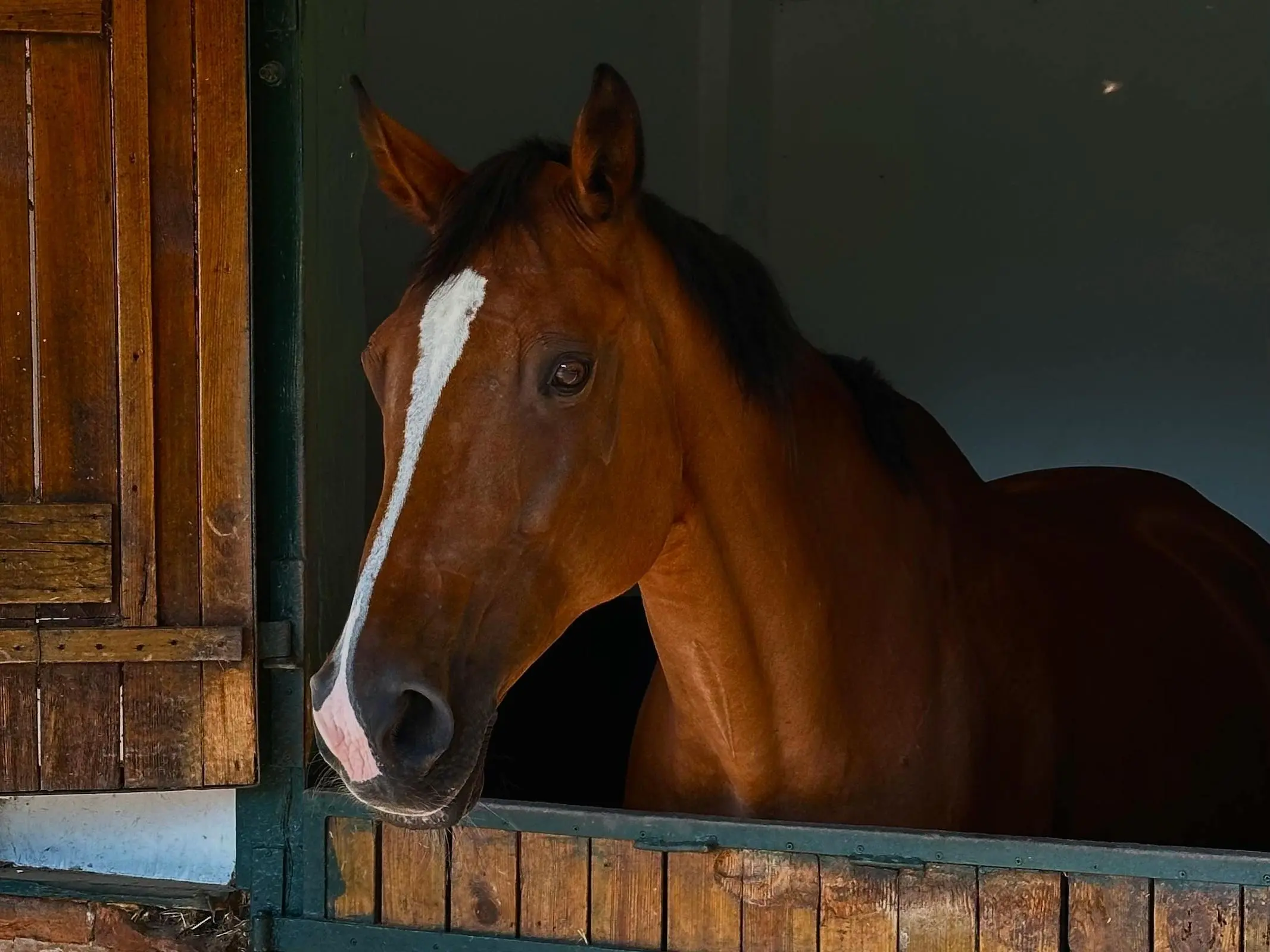 Horse with stripe marking