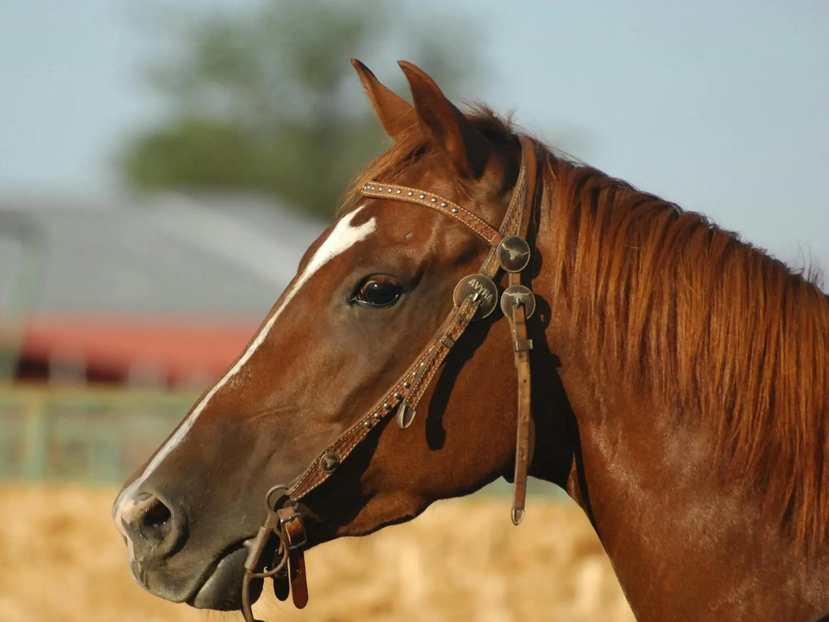 Horse with stripe marking