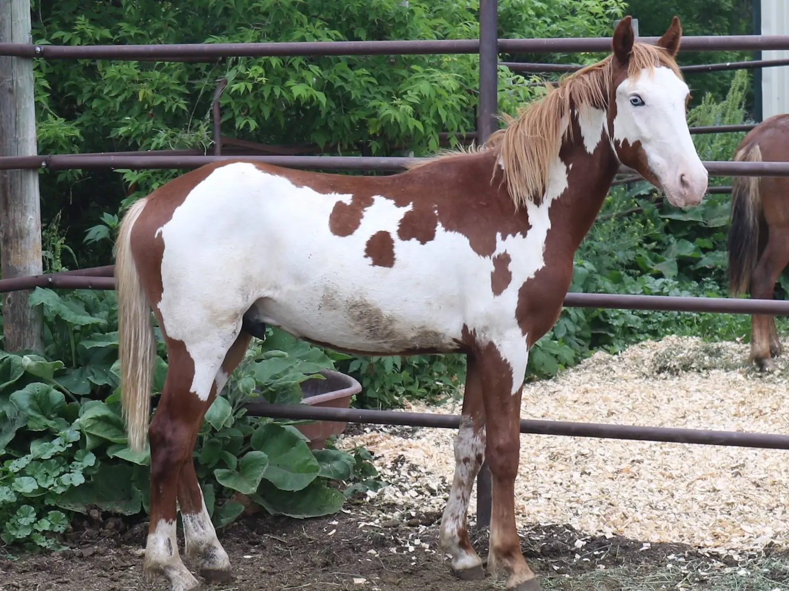 War bonnet horse