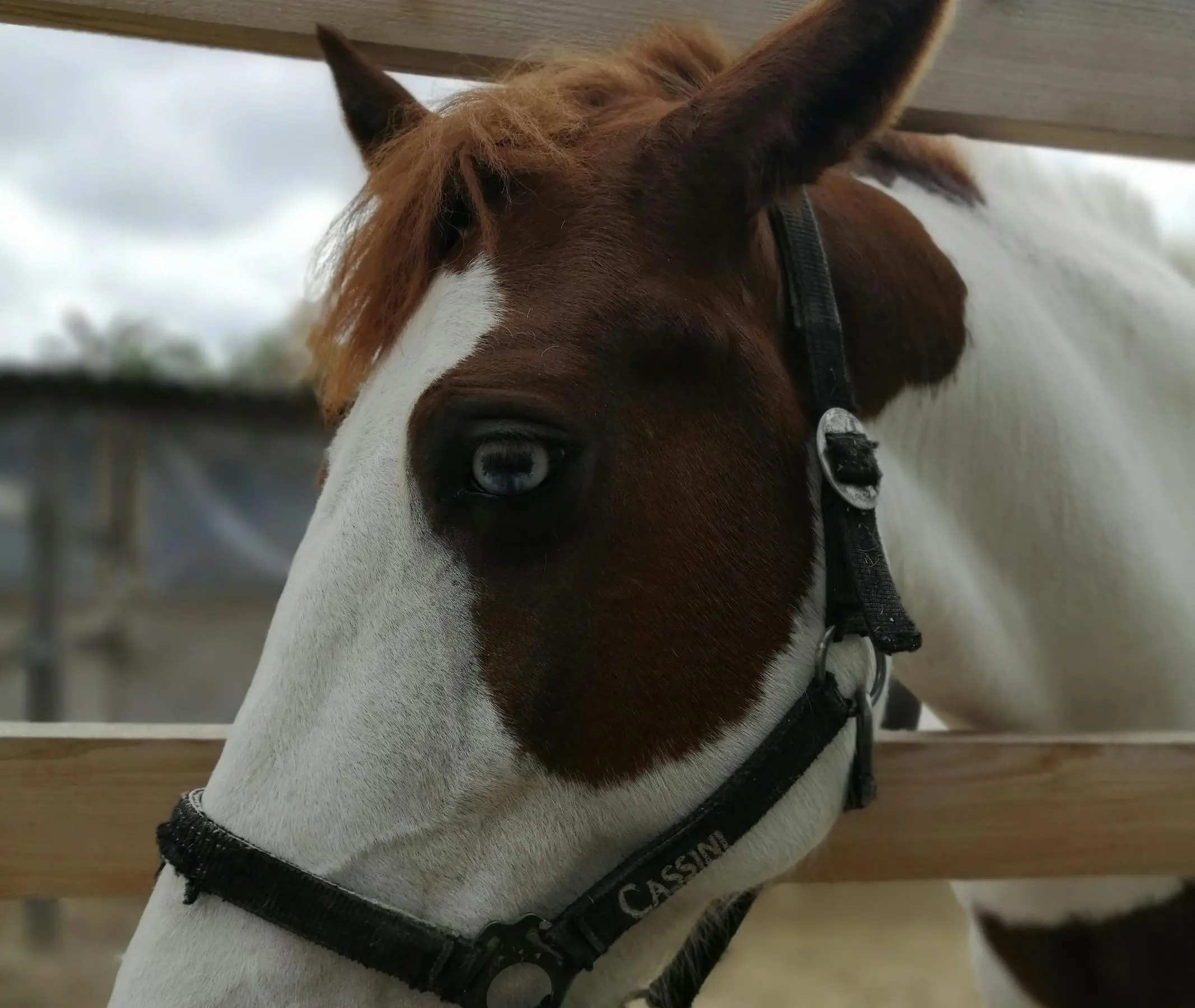 War bonnet horse