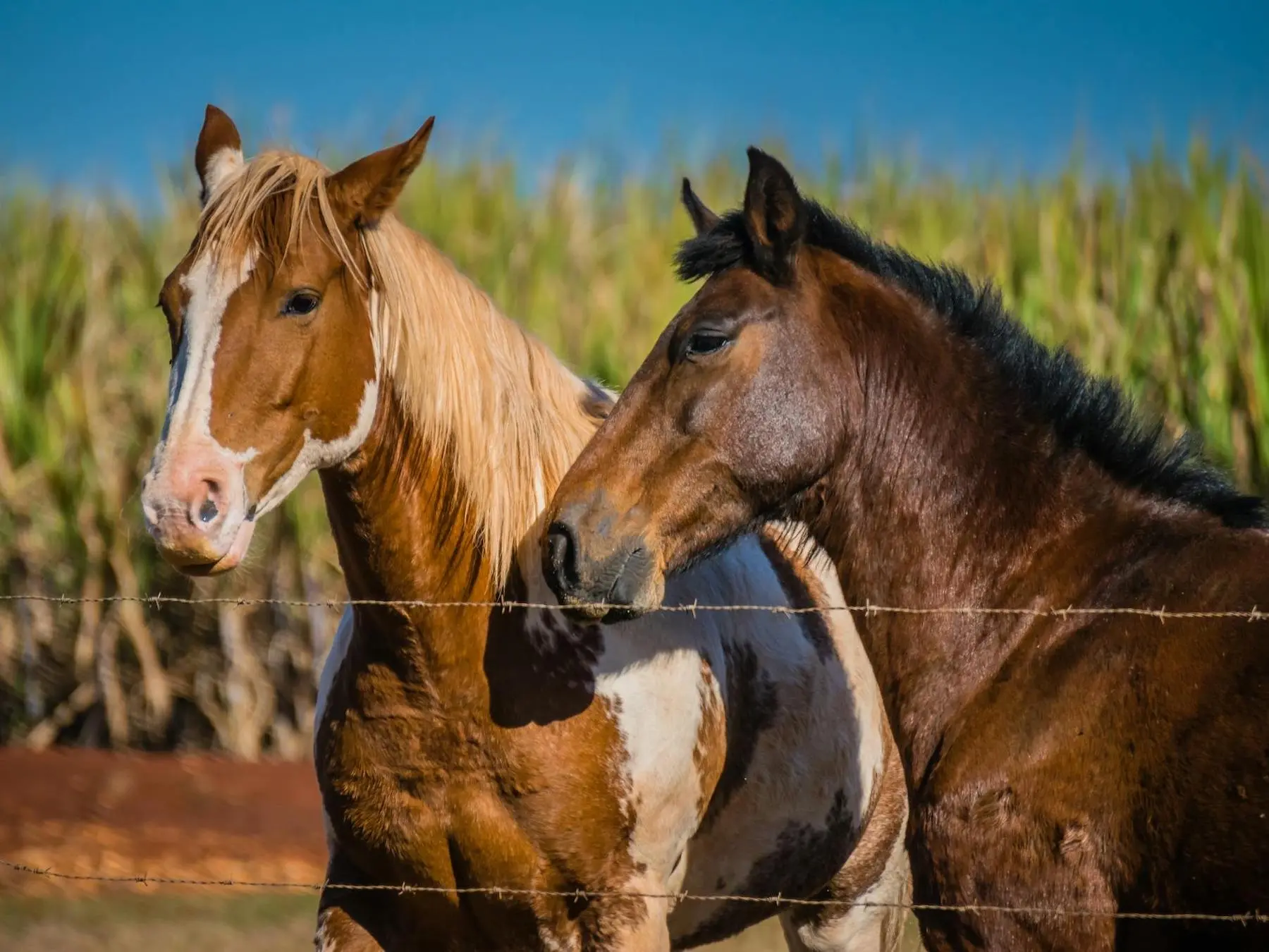 War bonnet horse