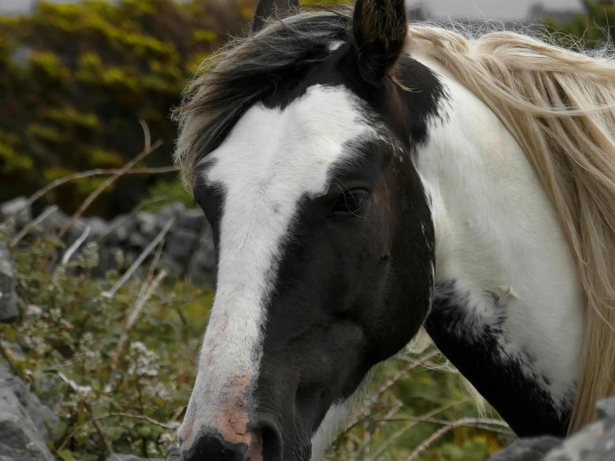 War bonnet horse