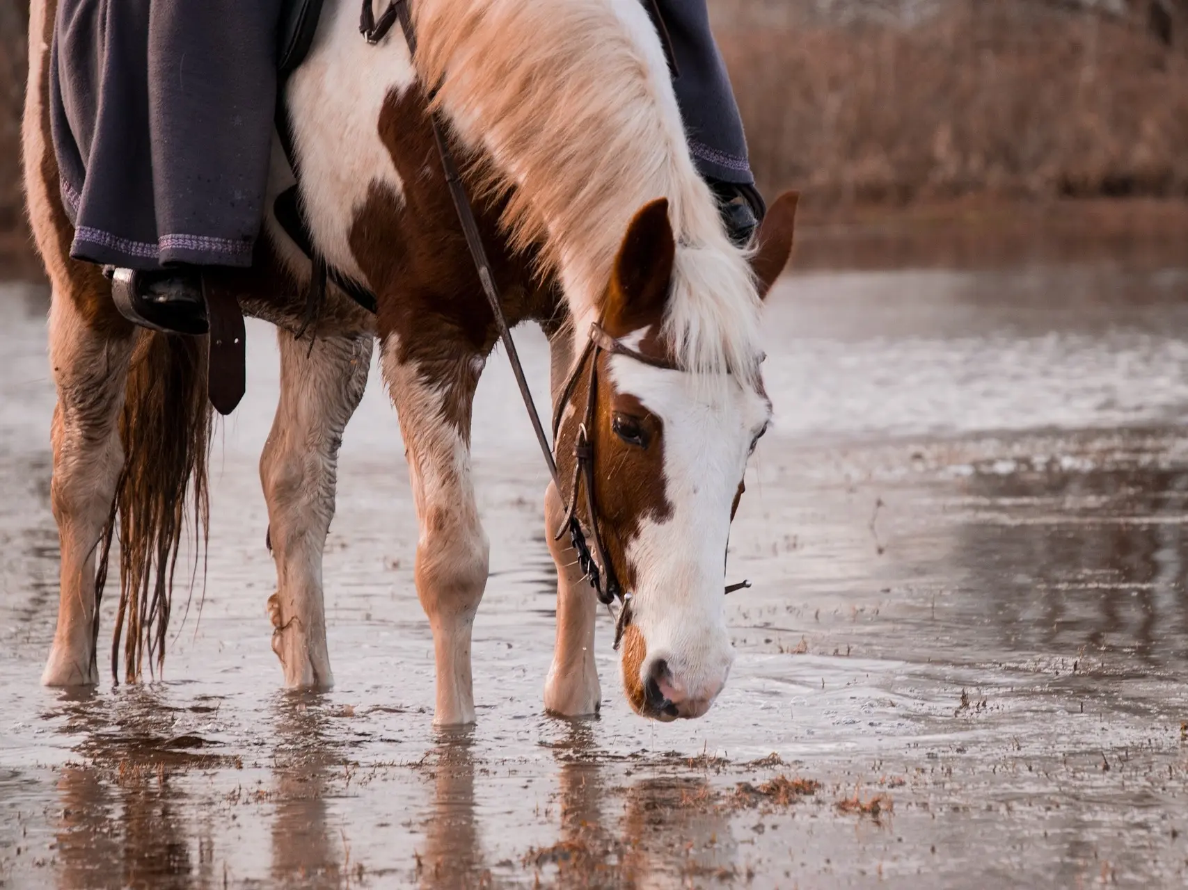 War bonnet horse