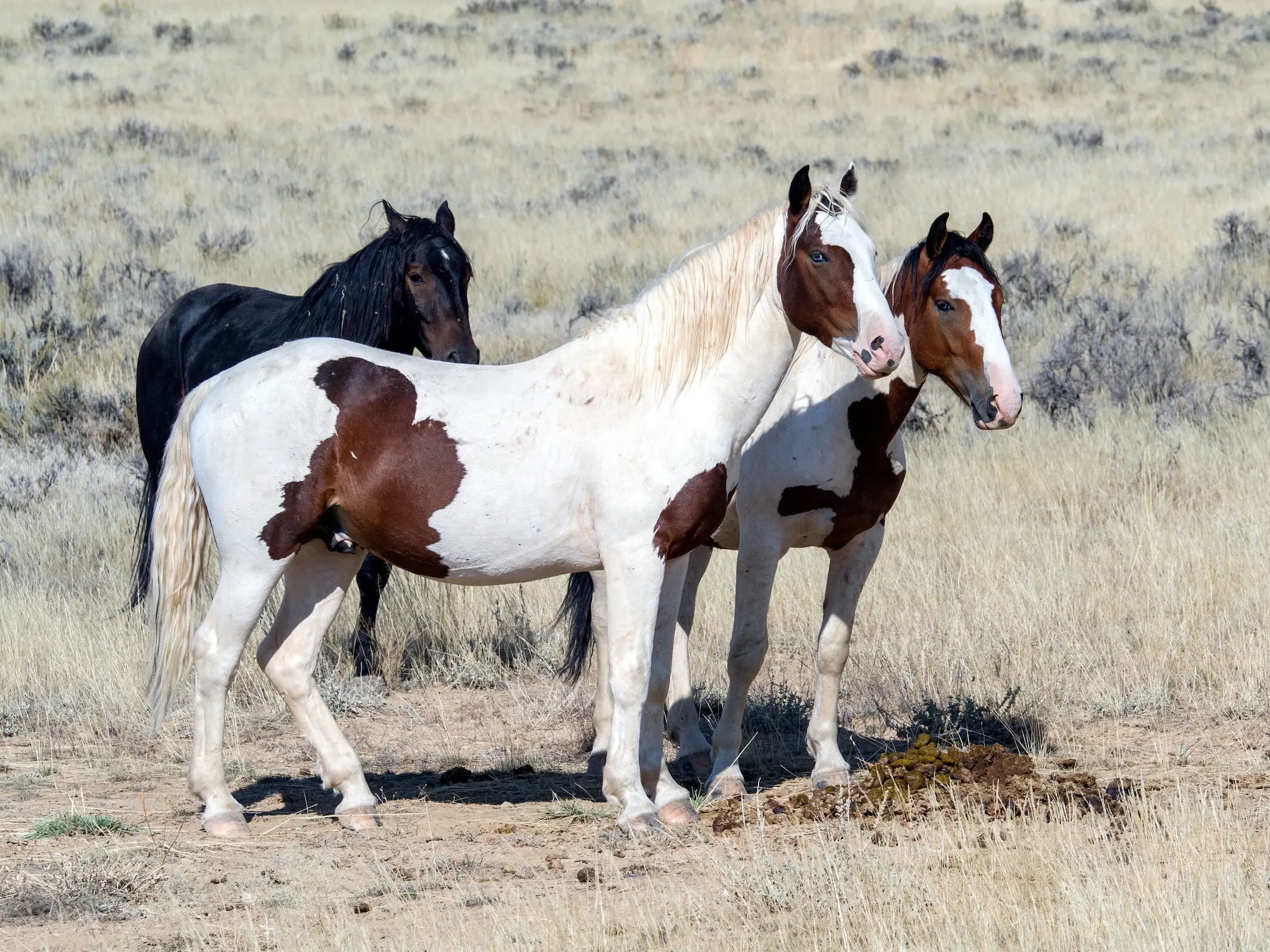 War bonnet horse