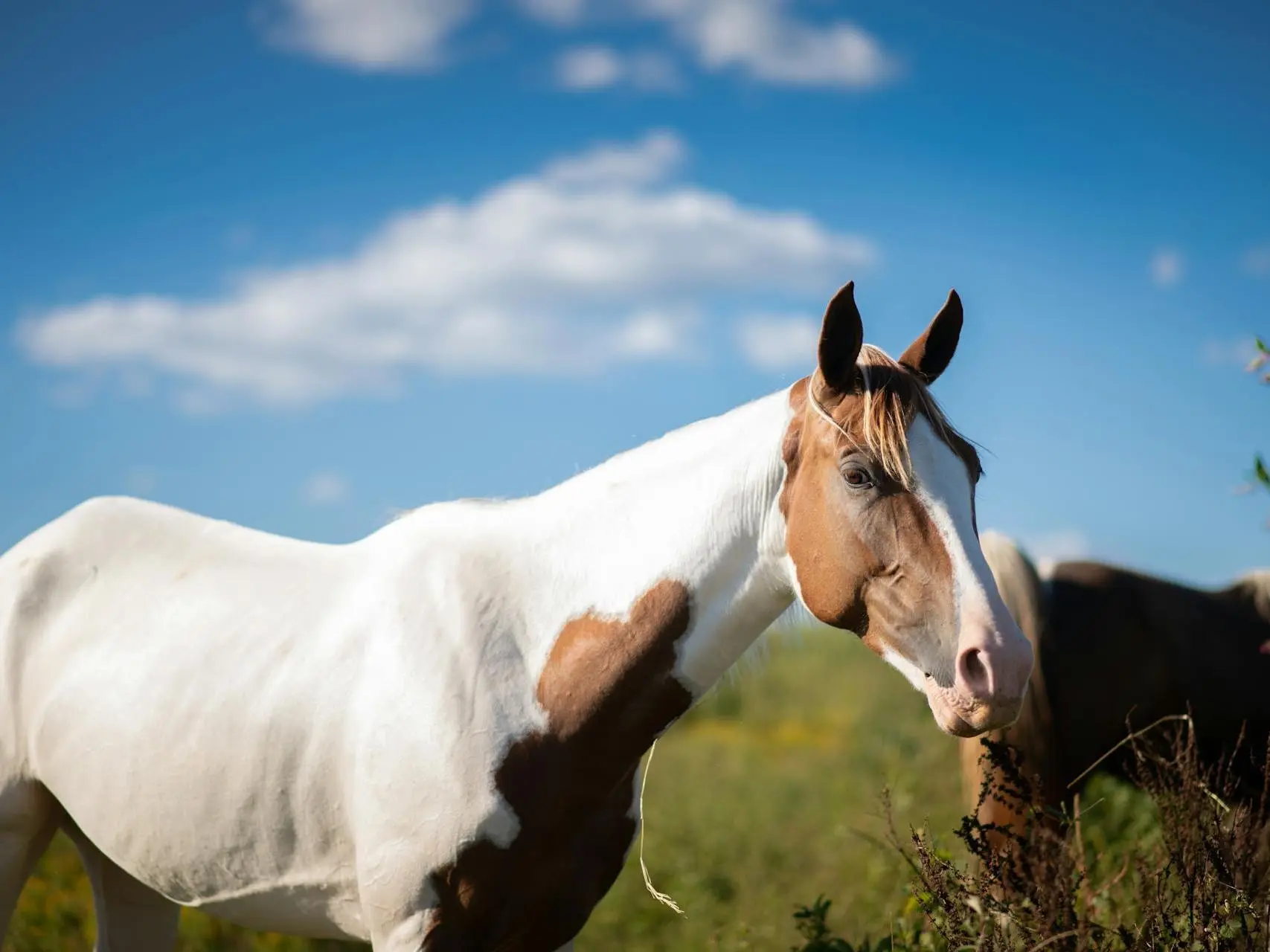 War bonnet horse