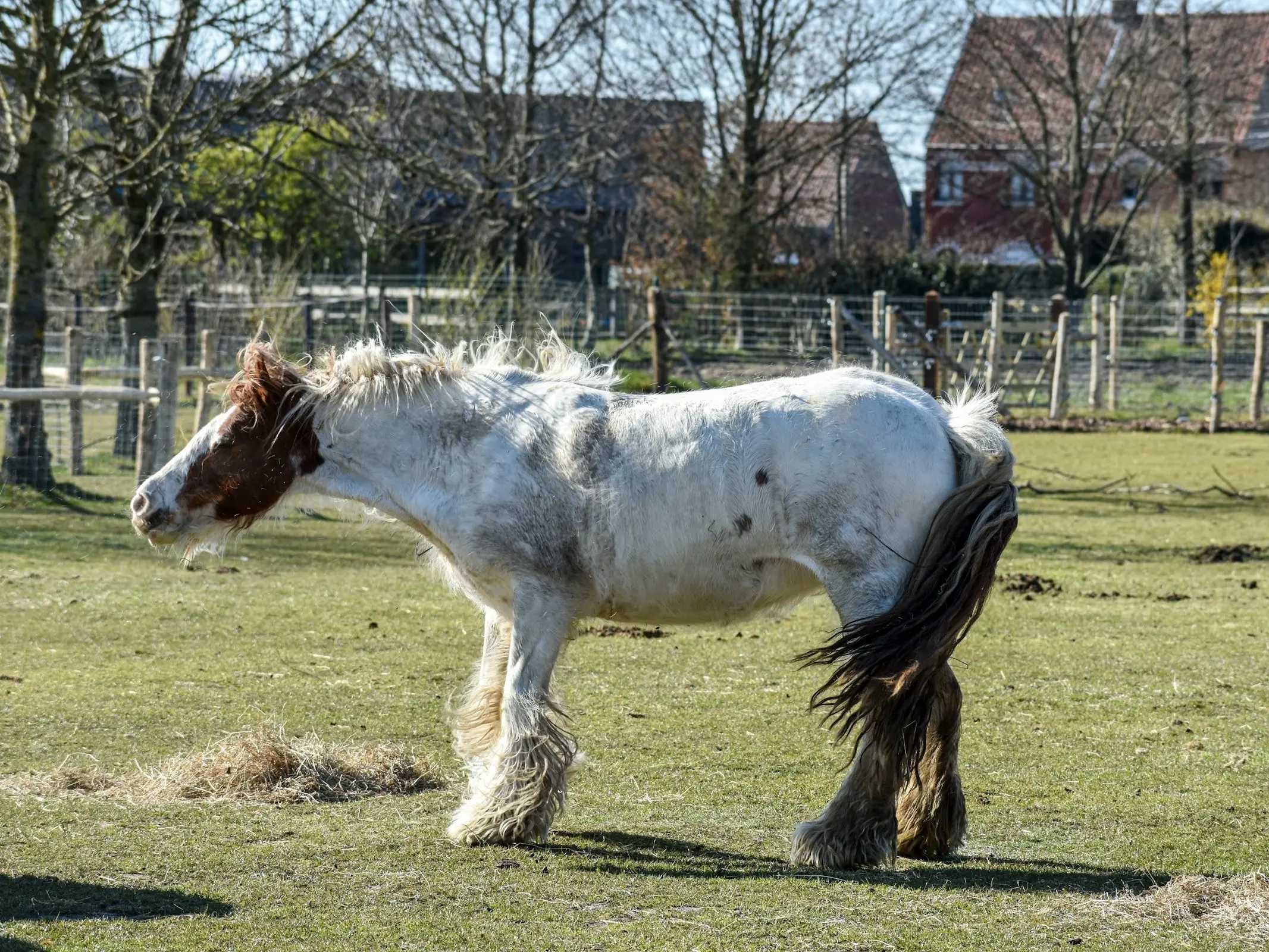 War bonnet horse