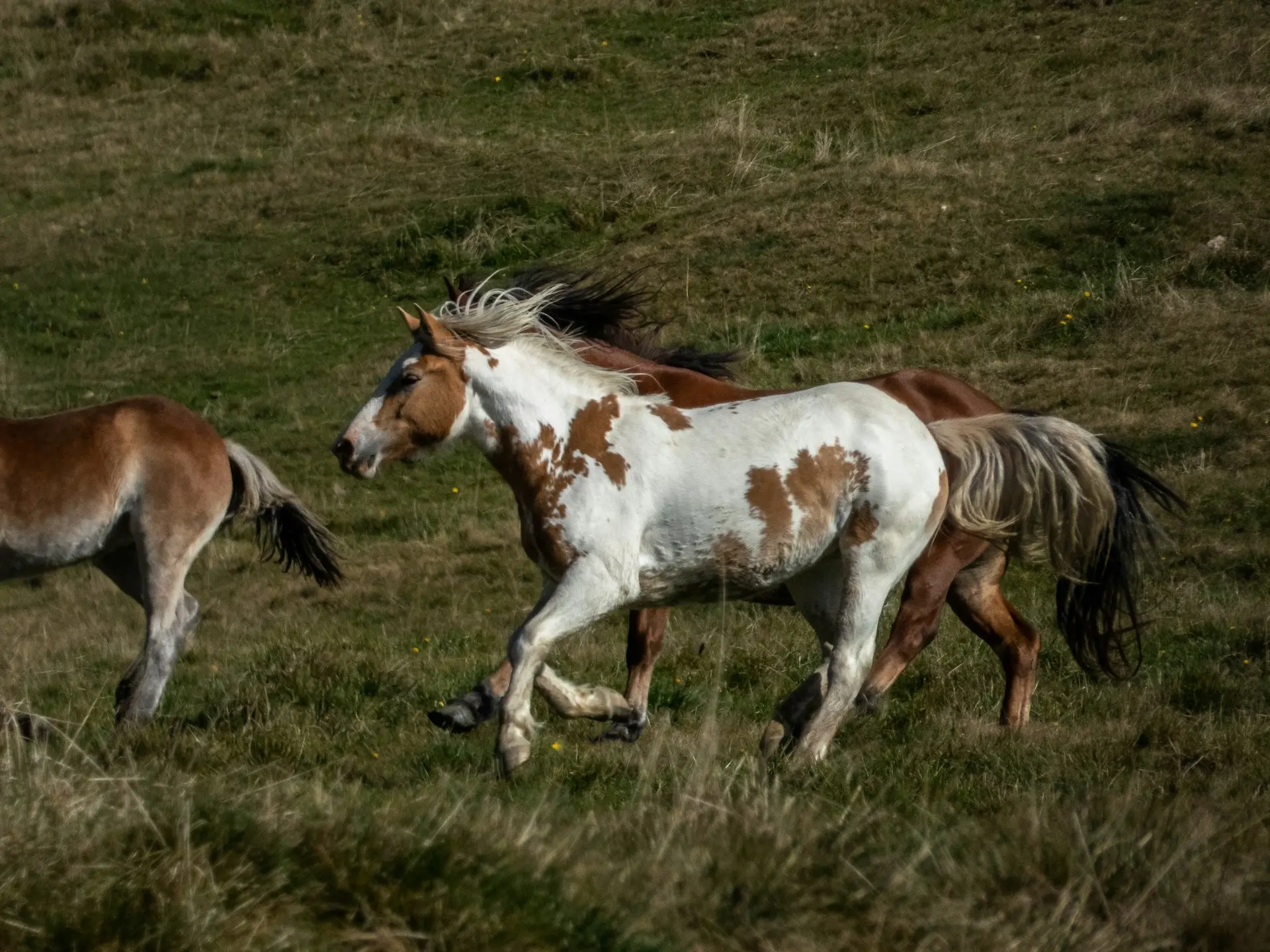 War bonnet horse