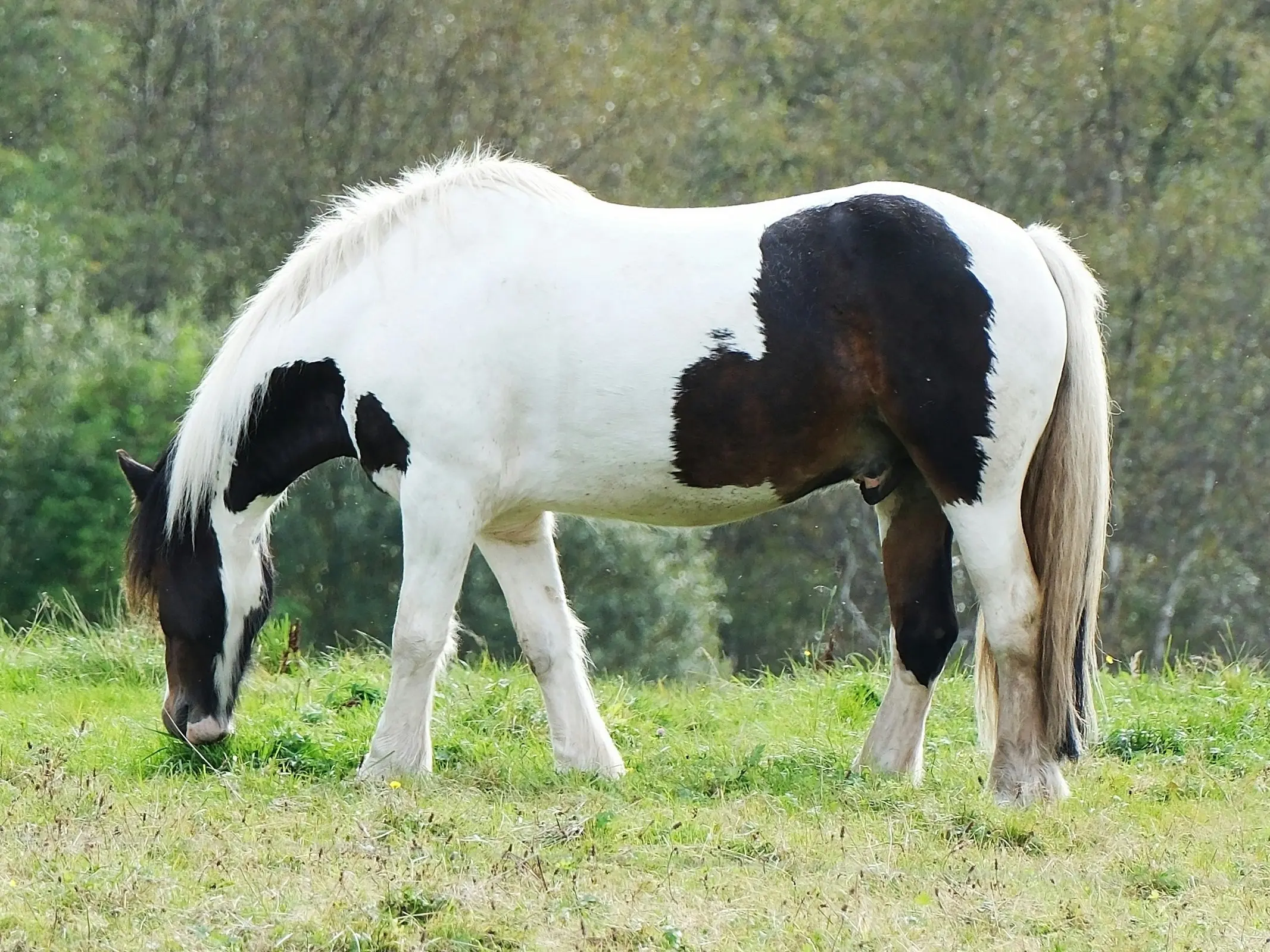 War bonnet horse