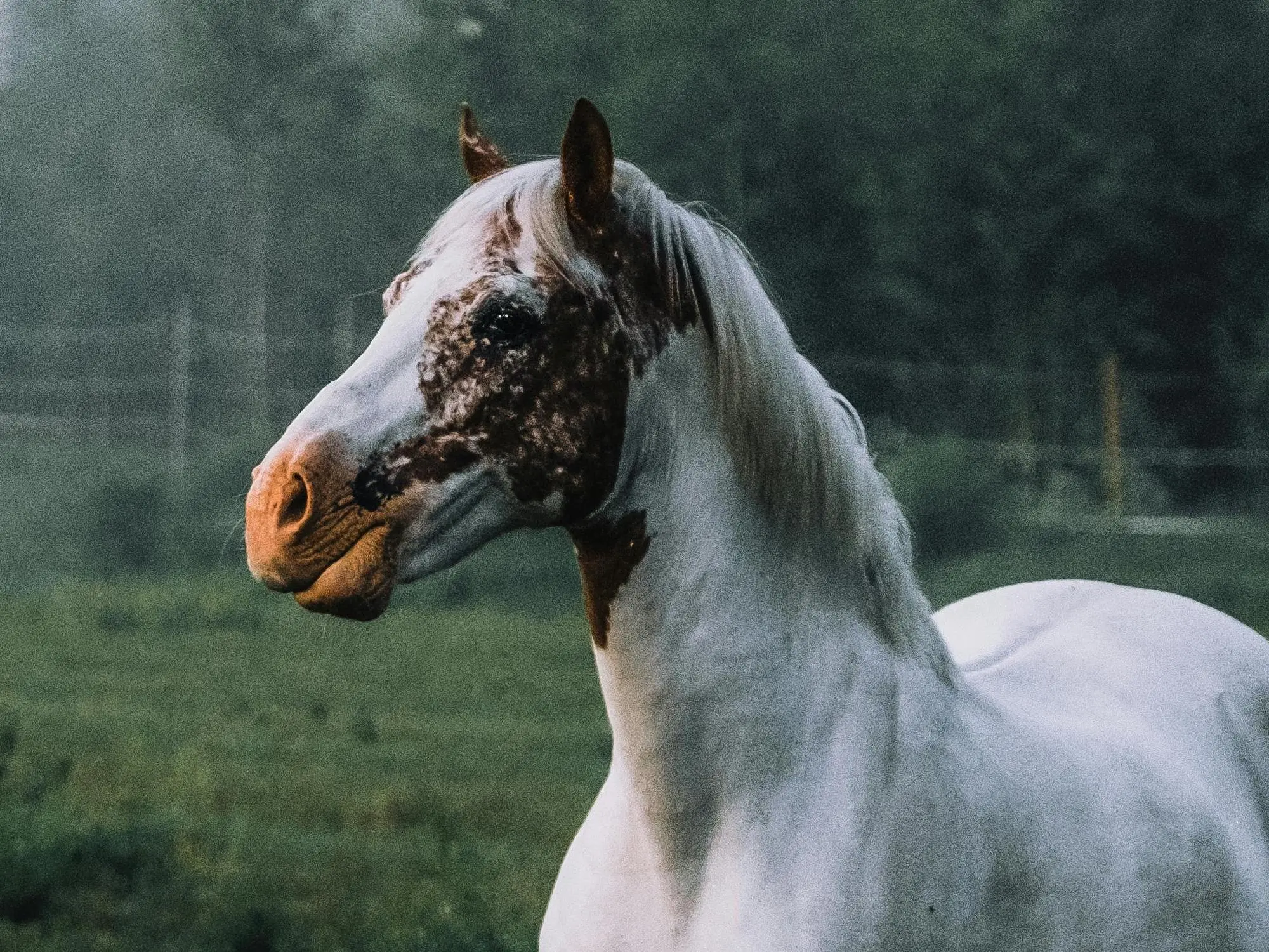 War bonnet horse